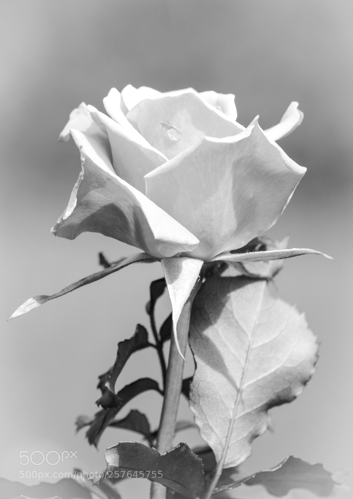 Nikon D600 sample photo. White rose photography
