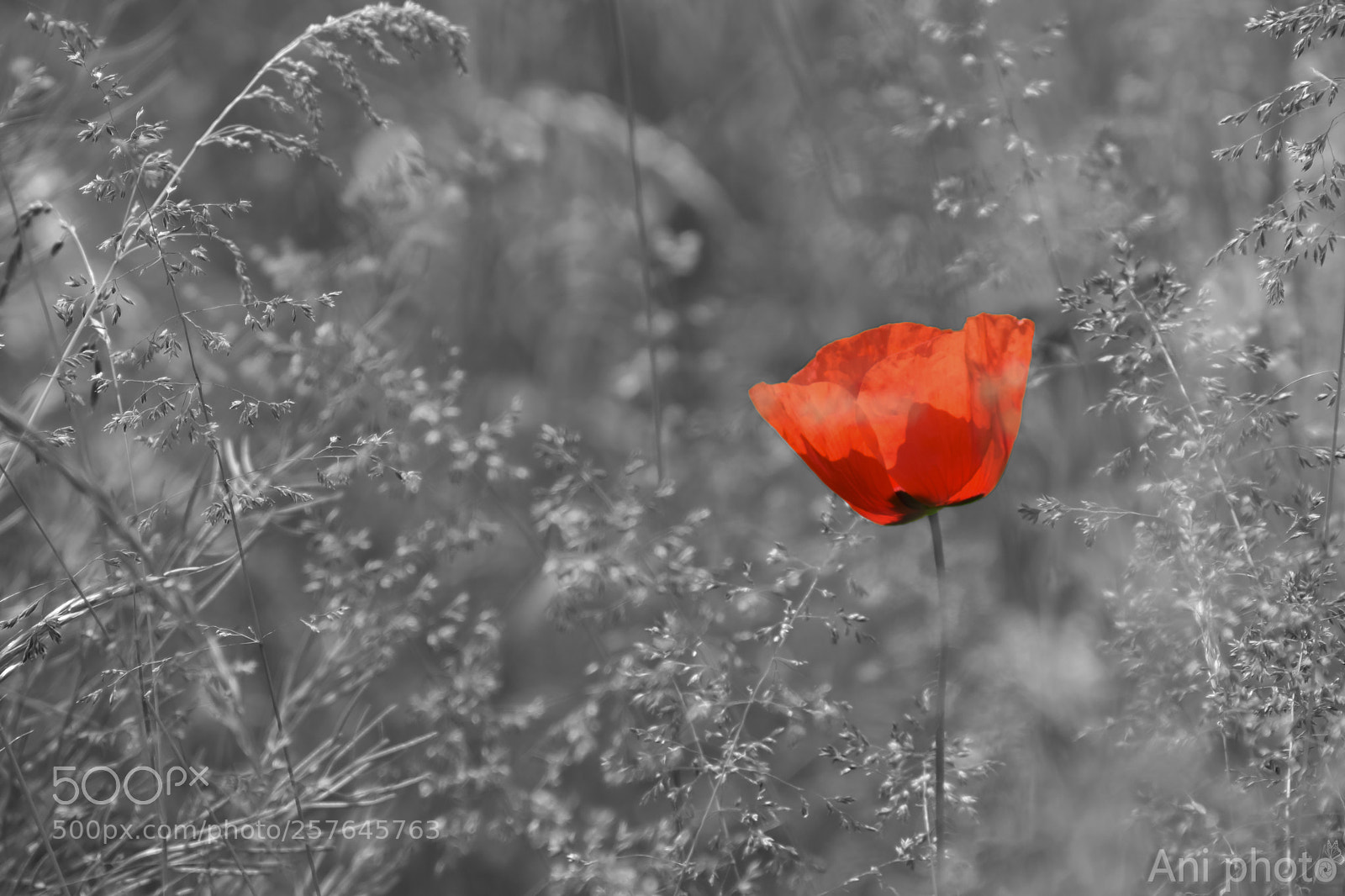 Nikon D5300 sample photo. Untitled photography