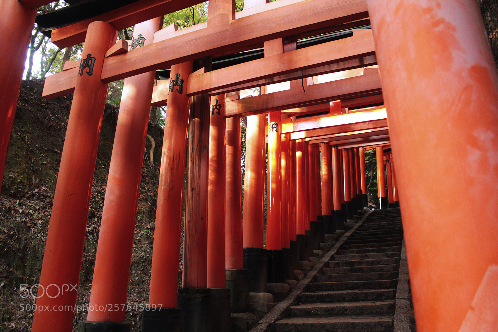Canon EOS 550D (EOS Rebel T2i / EOS Kiss X4) sample photo. Kyoto fushimi inari shrine 5 photography