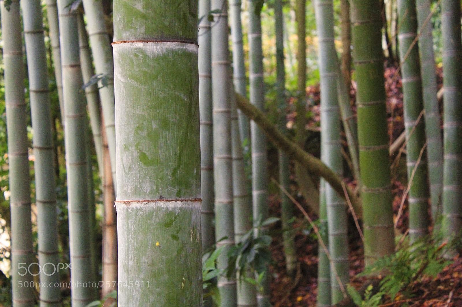Canon EOS 550D (EOS Rebel T2i / EOS Kiss X4) sample photo. Bamboo 1 photography