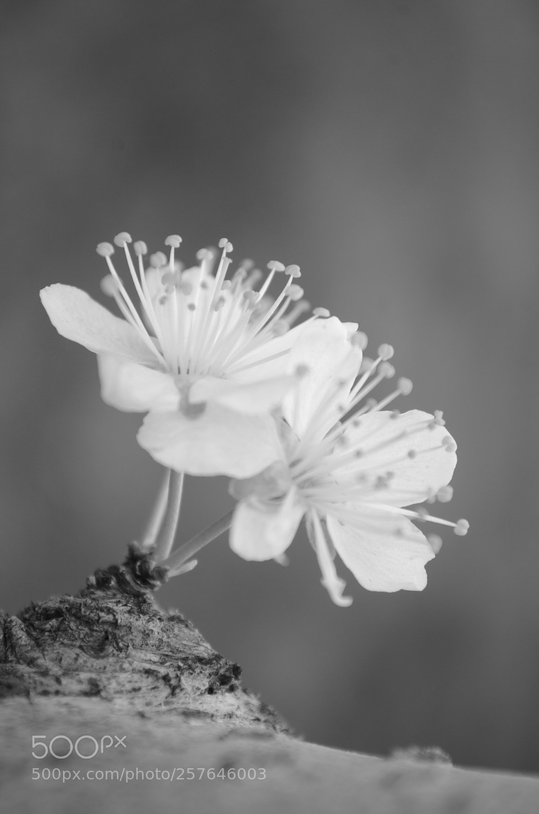 Nikon D5100 sample photo. Togethe as one photography