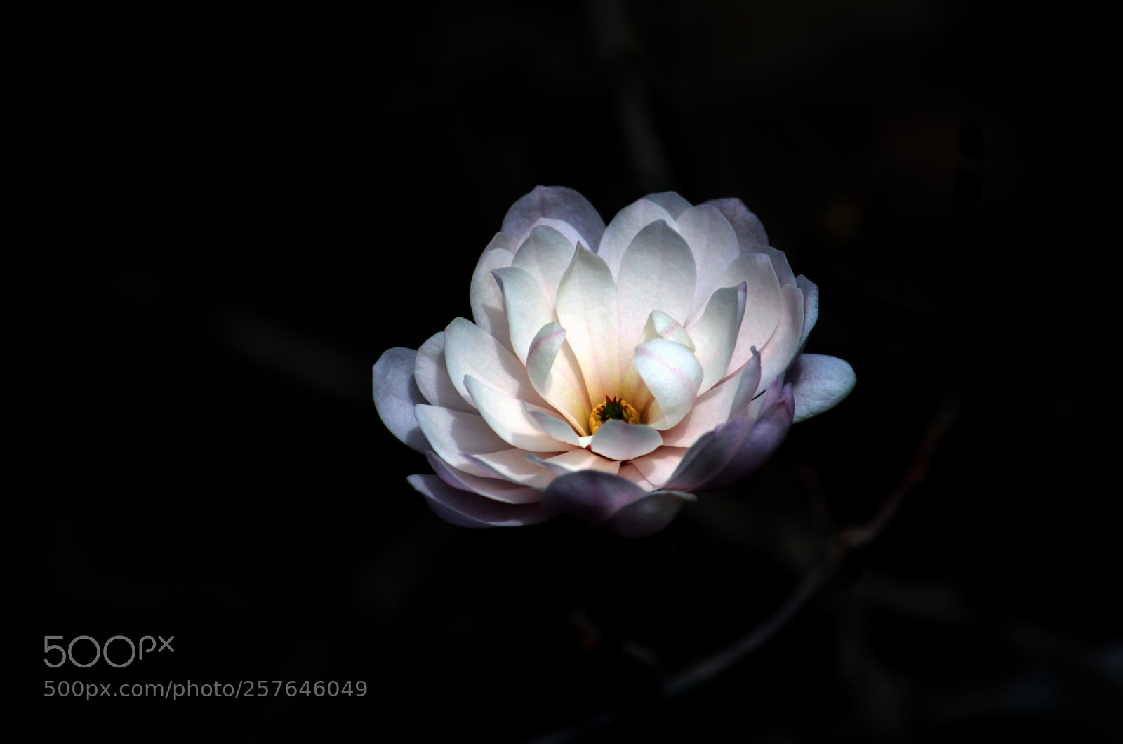 Nikon D5100 sample photo. Magnolia.jpg photography