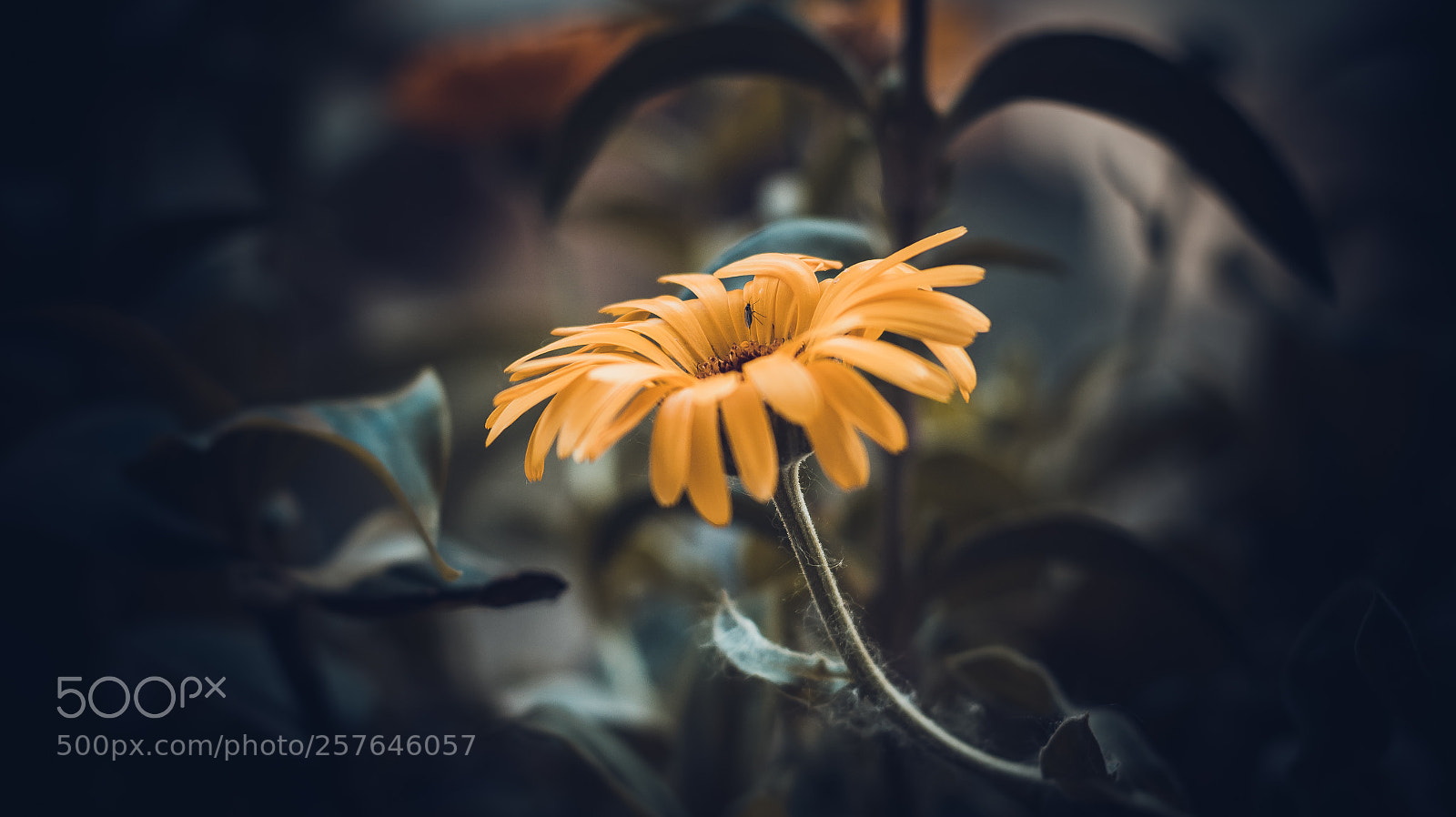 Canon EOS 760D (EOS Rebel T6s / EOS 8000D) sample photo. ... photography