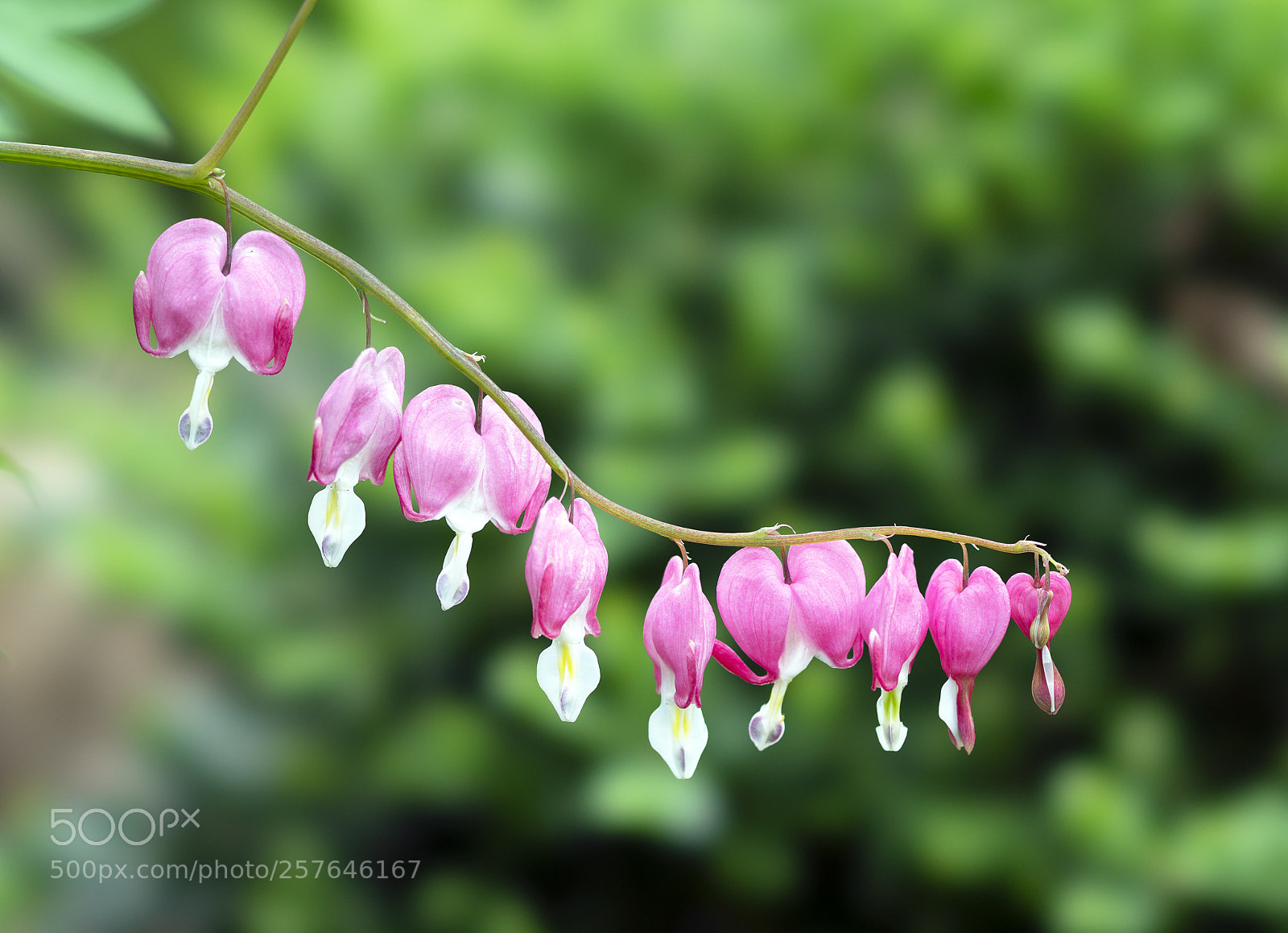Sony a7R III sample photo. Bleeding hearts in their photography