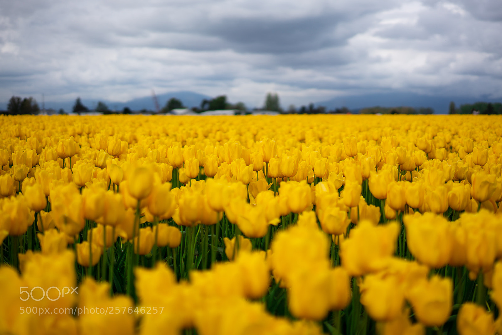 Sony a7R III sample photo. Tulip festival photography