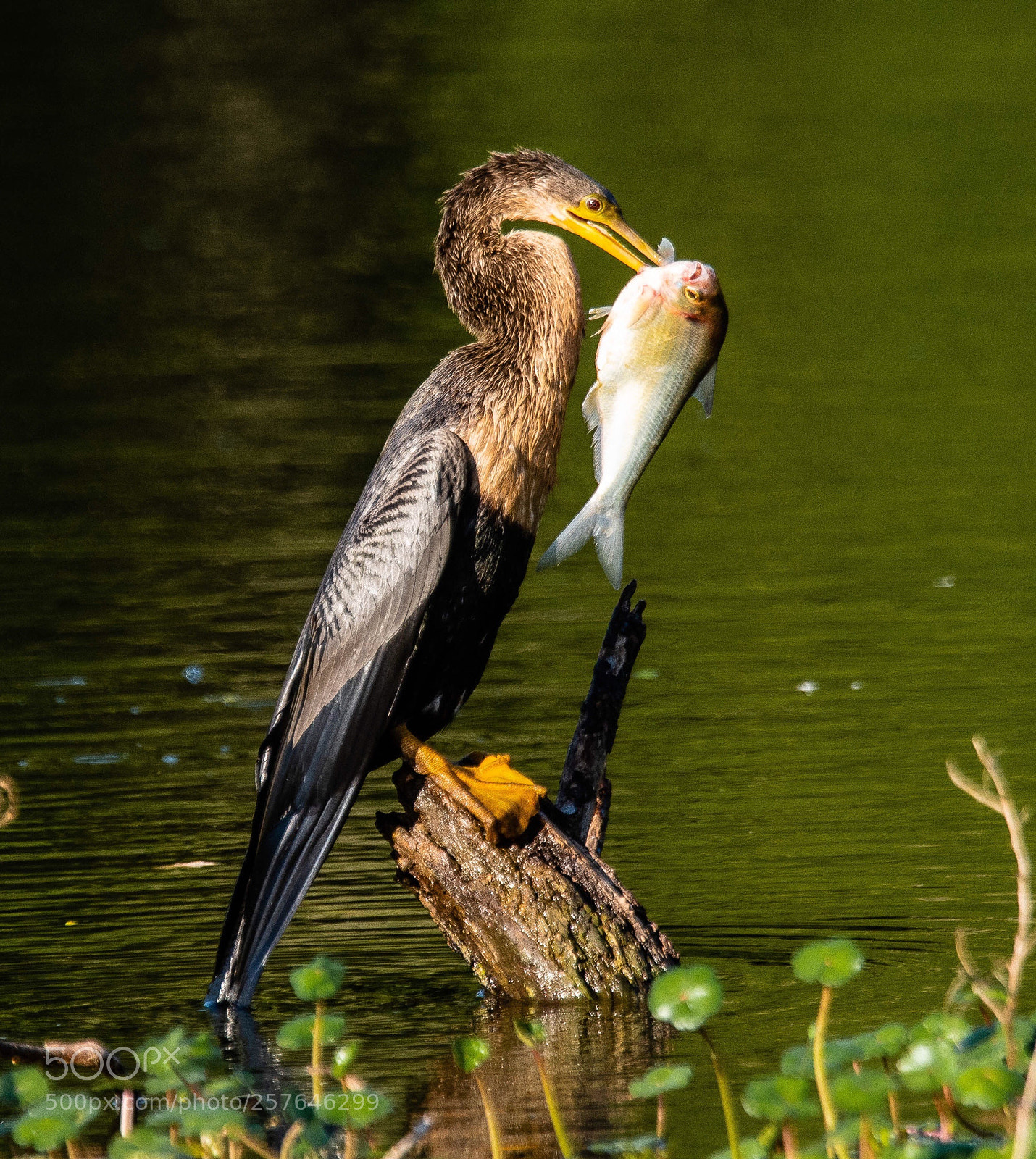 Nikon D500 sample photo. Anhinga catching fish photography