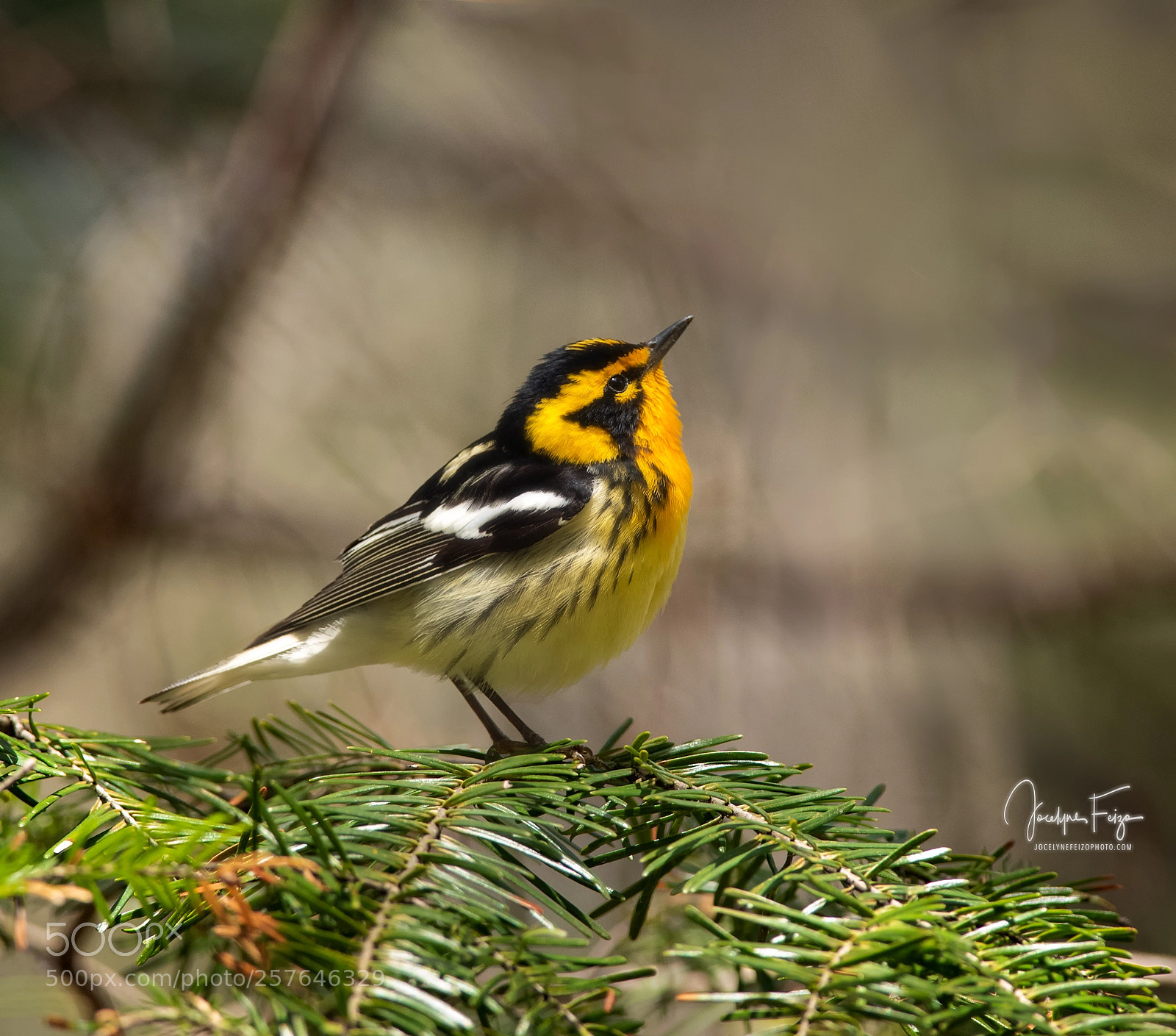 Nikon D750 sample photo. Blackburnian warbler photography