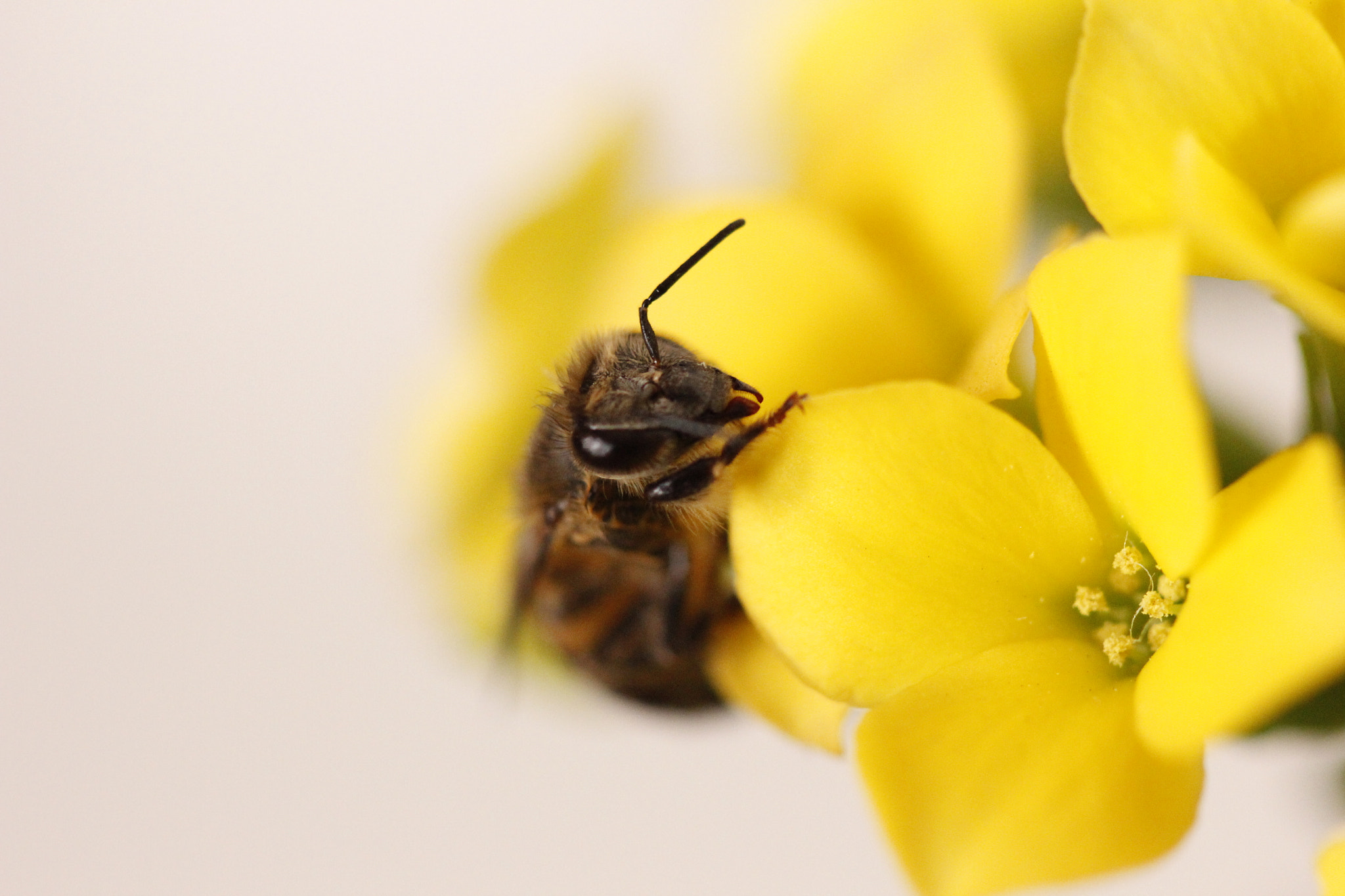 Canon EF 100mm F2.8 Macro USM sample photo. Pht photography