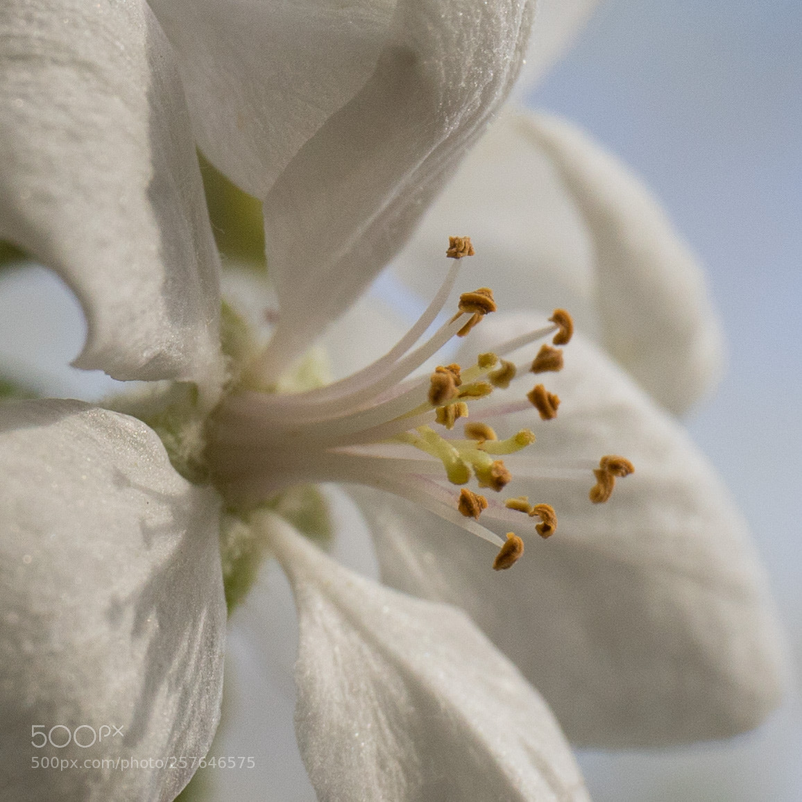 Canon EOS 6D Mark II sample photo. Apple blossom photography