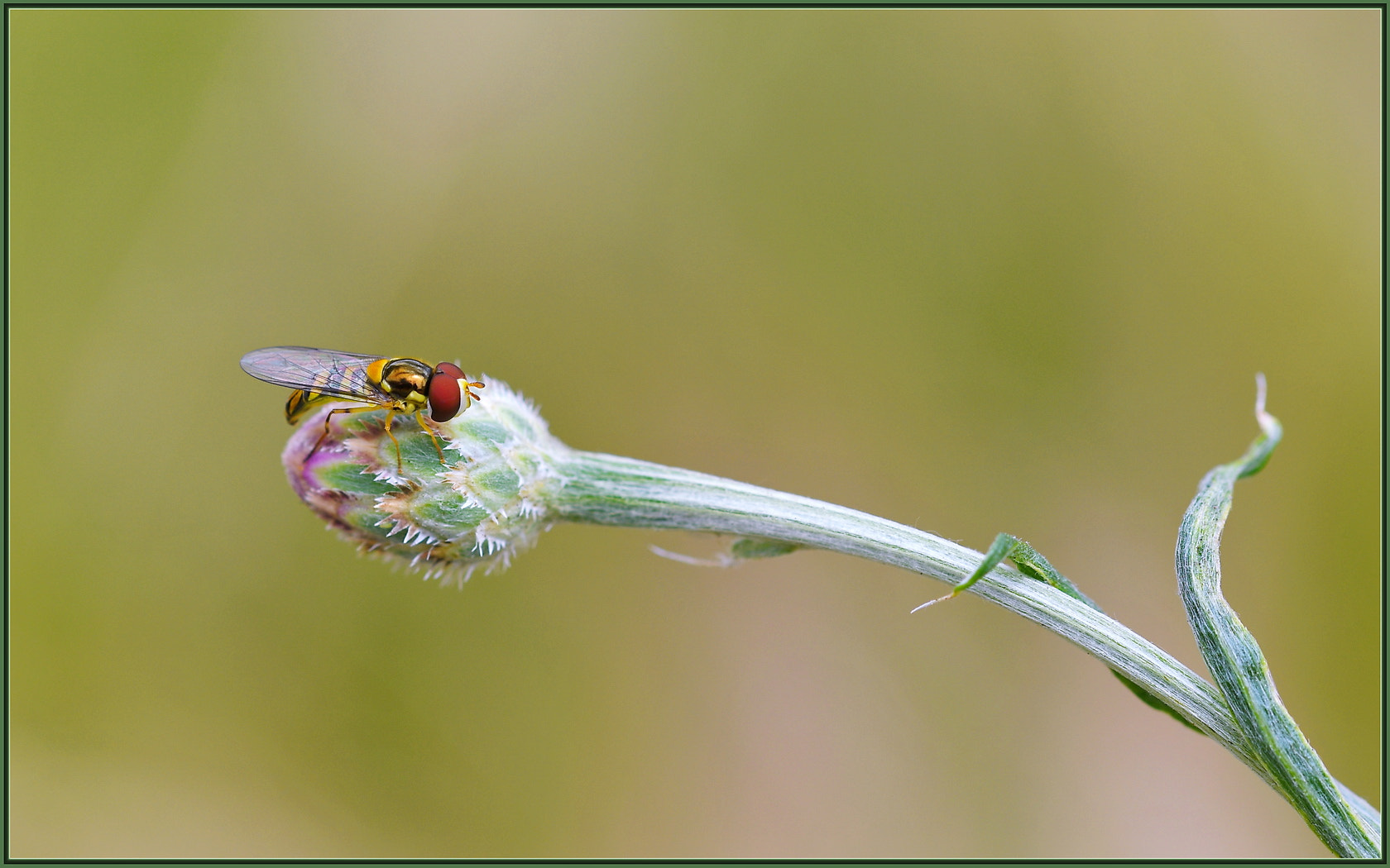 Sigma 105mm F2.8 EX DG OS HSM sample photo. Fly waiting photography