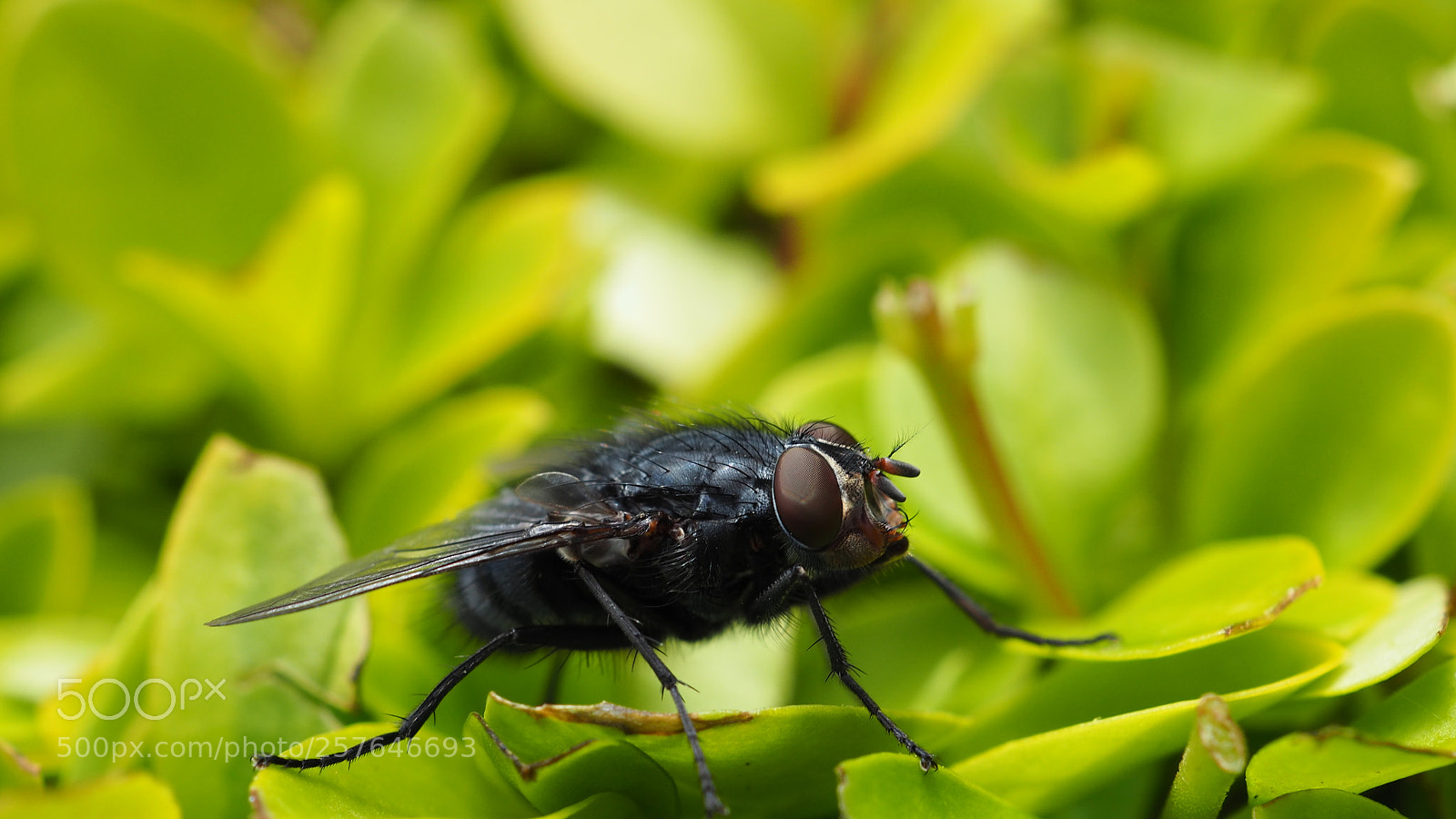 Olympus OM-D E-M5 II sample photo. Bluebottle on a hedge :) photography