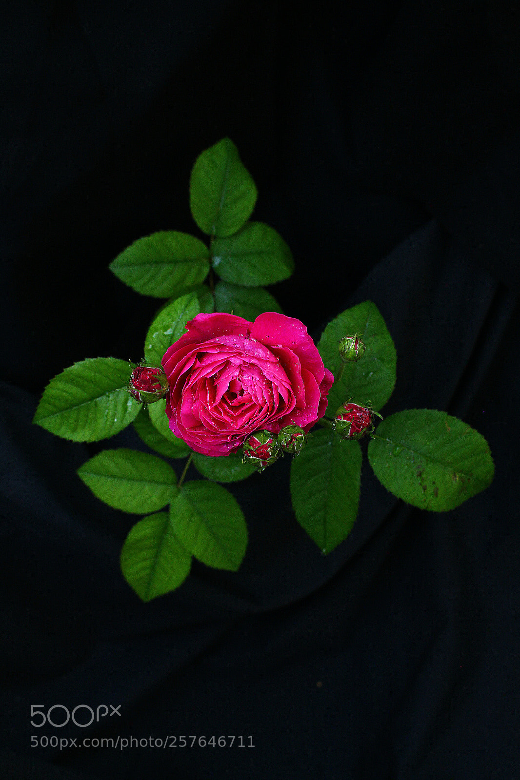 Canon EOS 700D (EOS Rebel T5i / EOS Kiss X7i) sample photo. Color rosa. photography