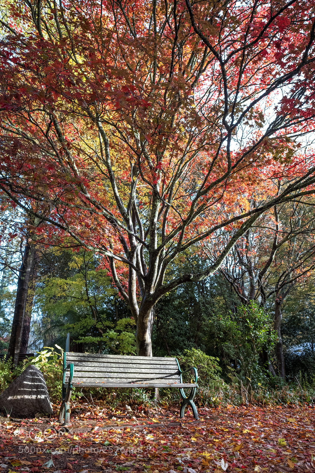 Fujifilm X-T2 sample photo. Autumn contemplation photography