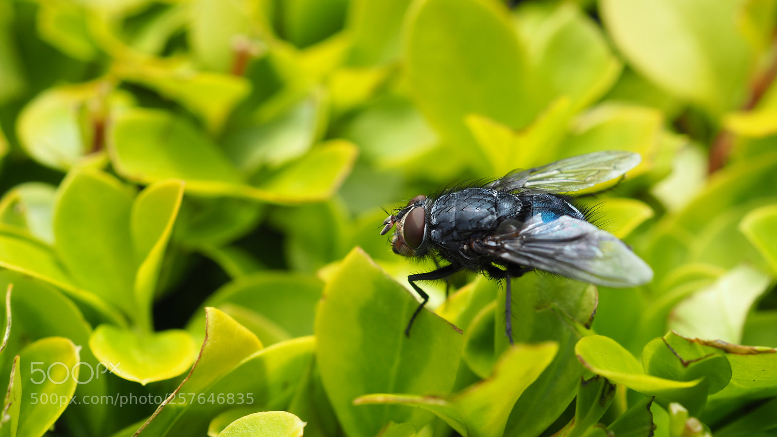 Olympus OM-D E-M5 II sample photo. Bluebottle fly enjoying a photography