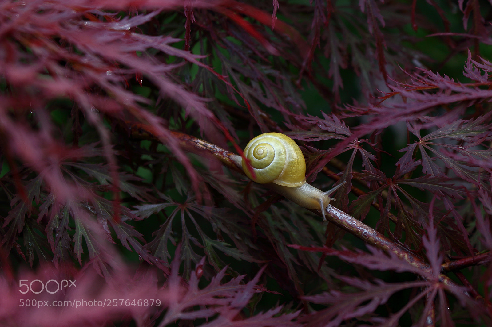 Canon EOS 100D (EOS Rebel SL1 / EOS Kiss X7) sample photo. Snail photography