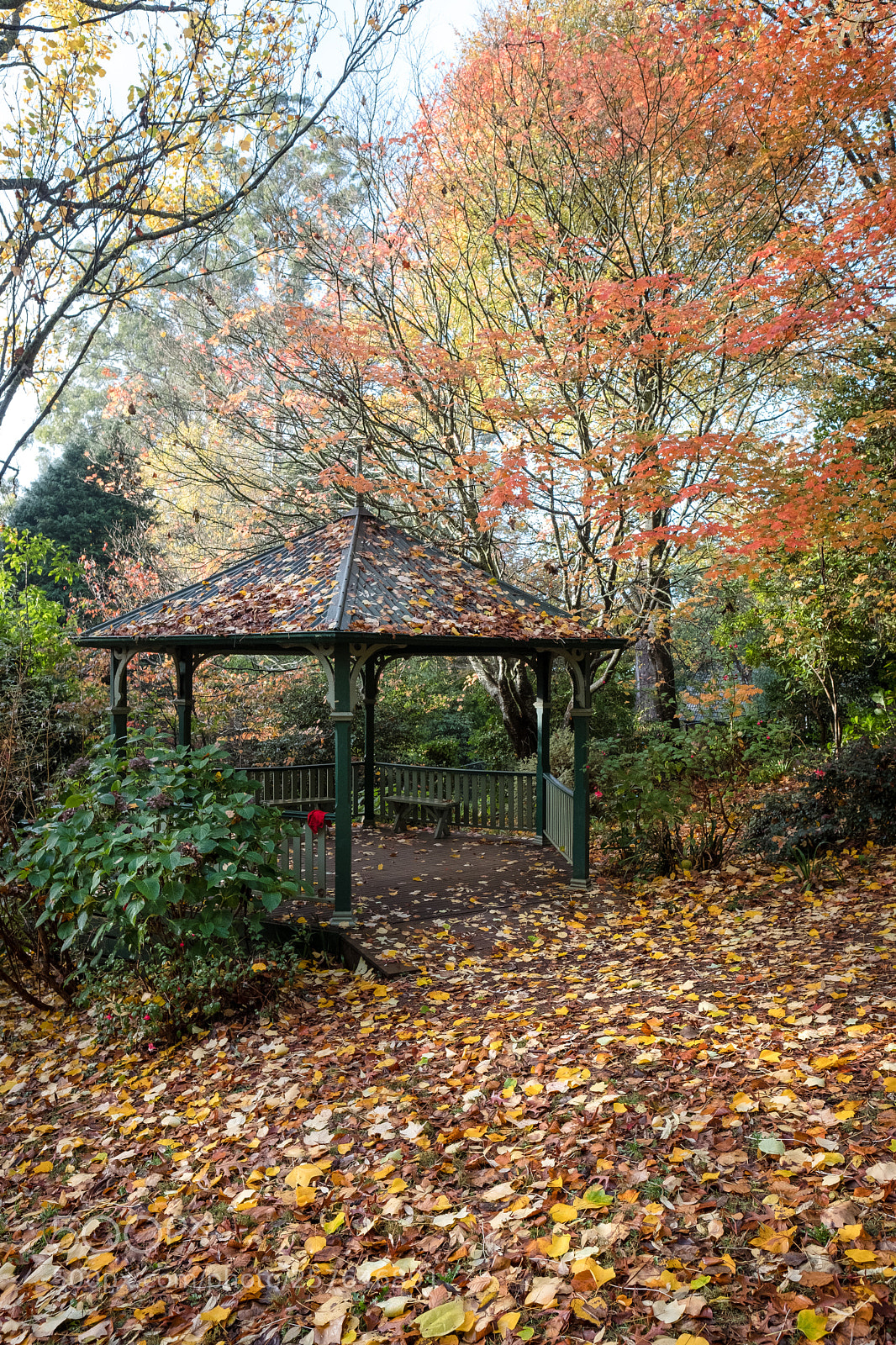 Fujifilm X-T2 sample photo. Autumn in the dandenong photography