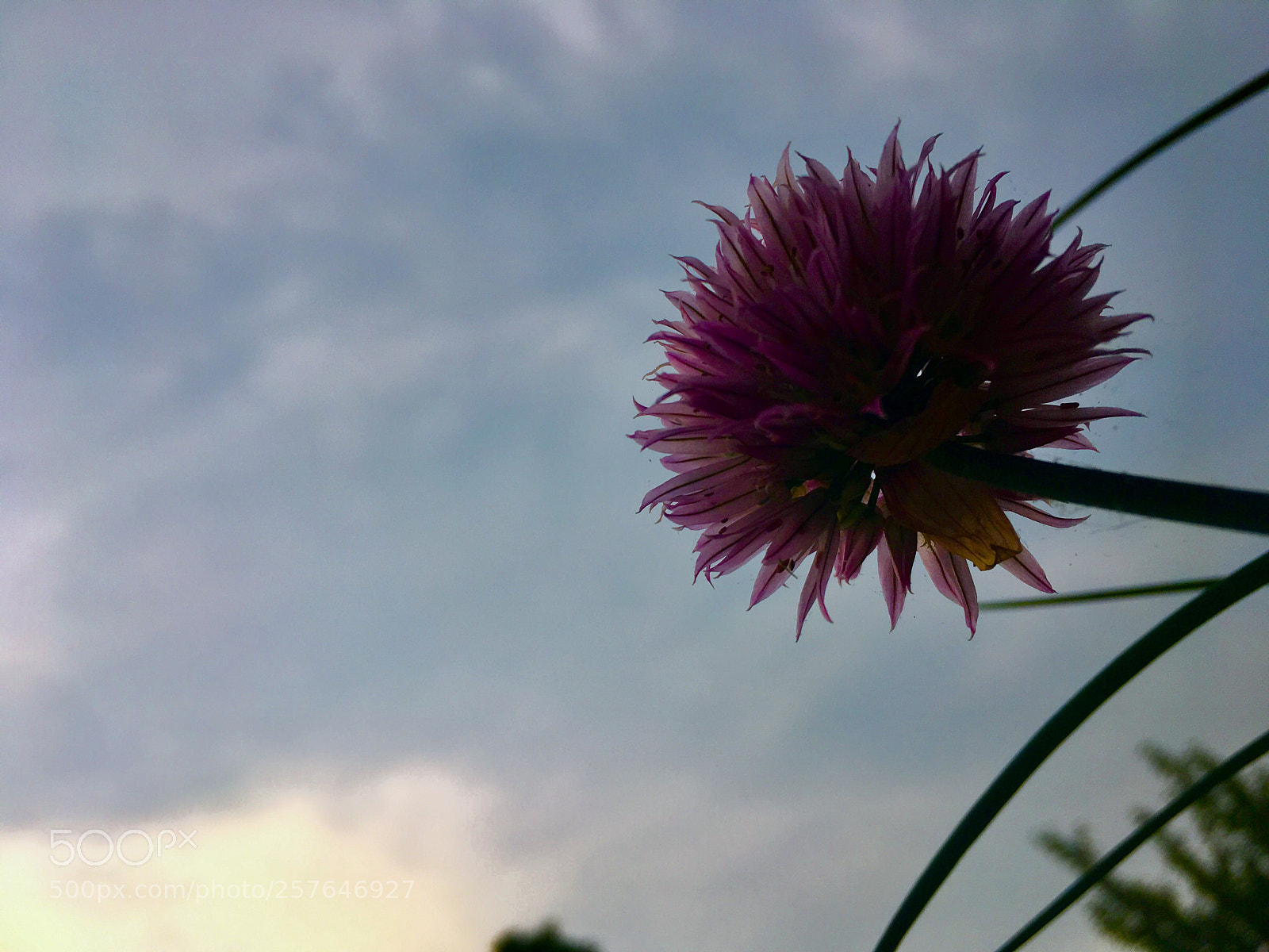Apple iPhone SE sample photo. Stormy flower photography