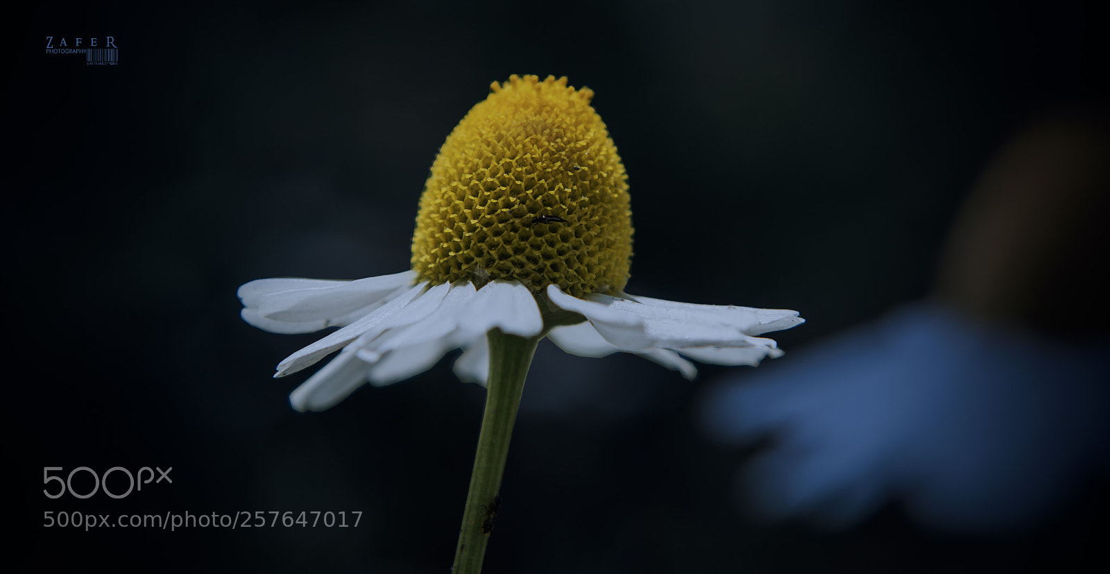 Canon EOS 1100D (EOS Rebel T3 / EOS Kiss X50) sample photo. Daisy photography