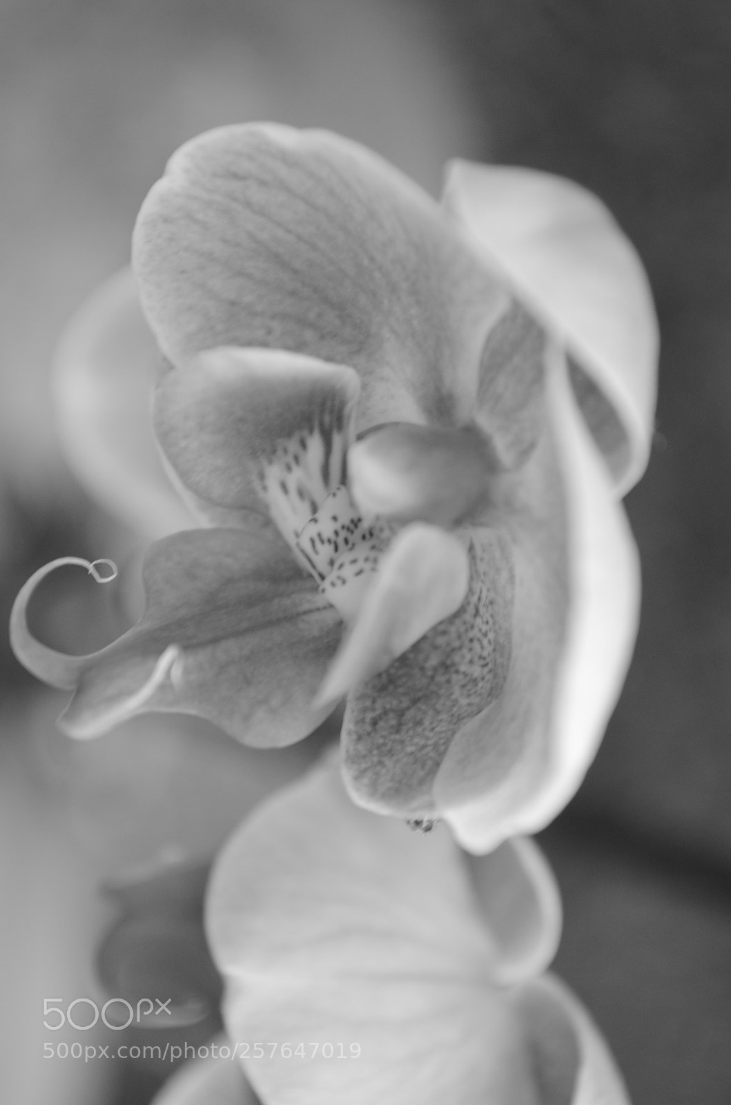 Nikon D5100 sample photo. Wild orchid photography