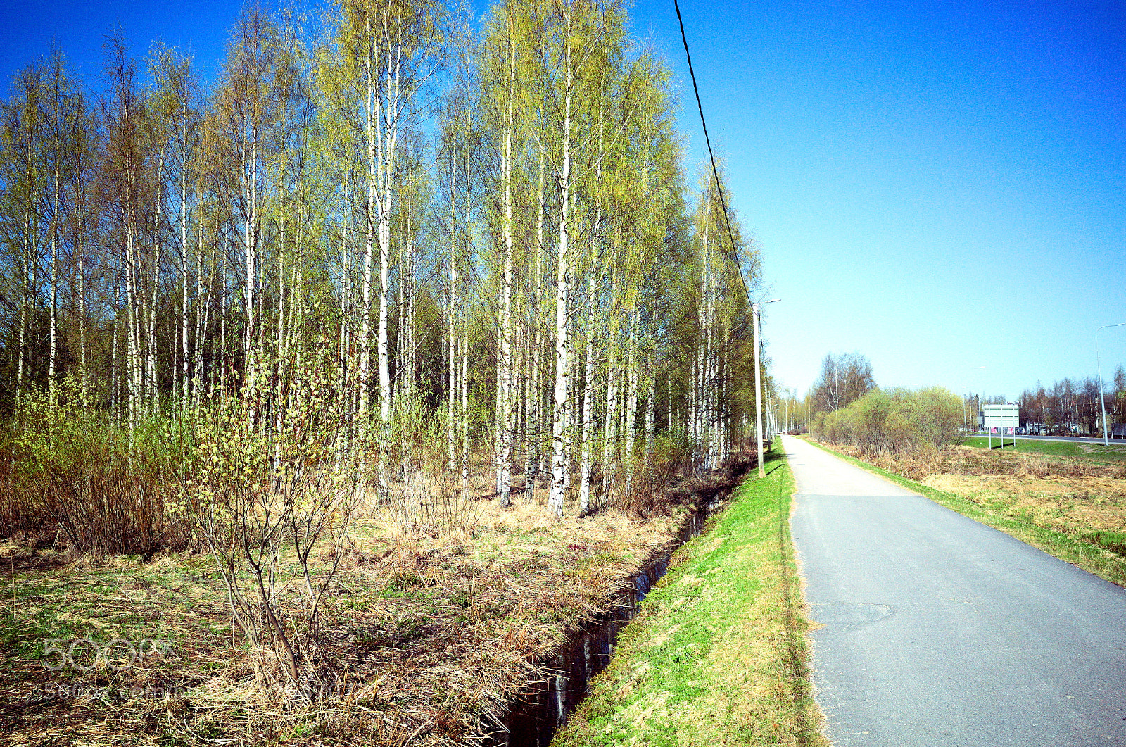 Ricoh GR II sample photo. Birch trees, bike lane photography