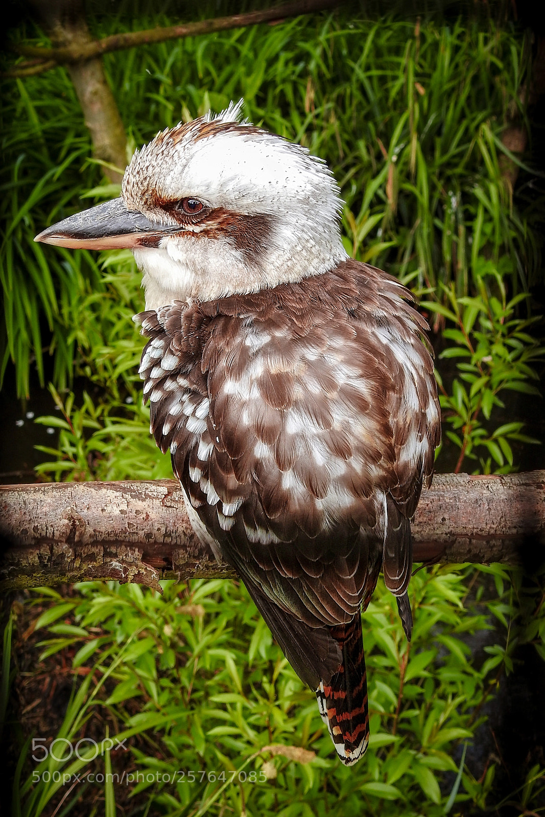 Nikon Coolpix P900 sample photo. Kookaburra photography