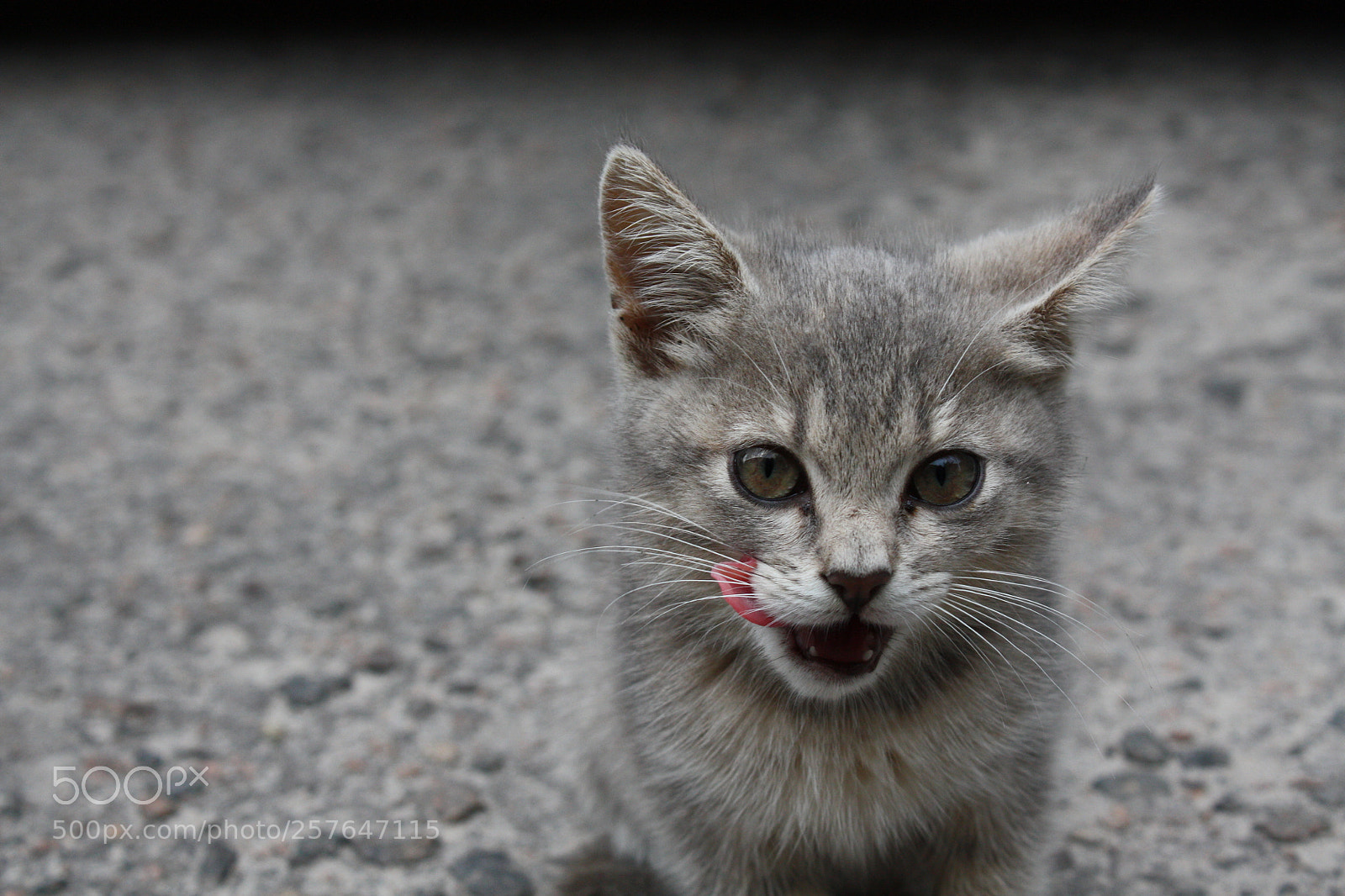 Canon EF-S 18-55mm F3.5-5.6 IS sample photo. Img photography