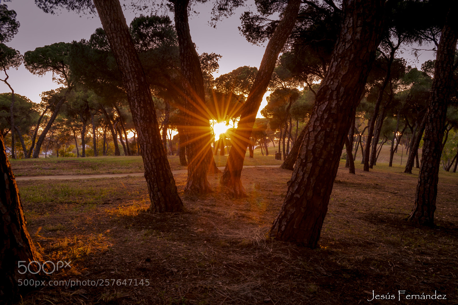 Nikon D3300 sample photo. Atardecer en el parque photography