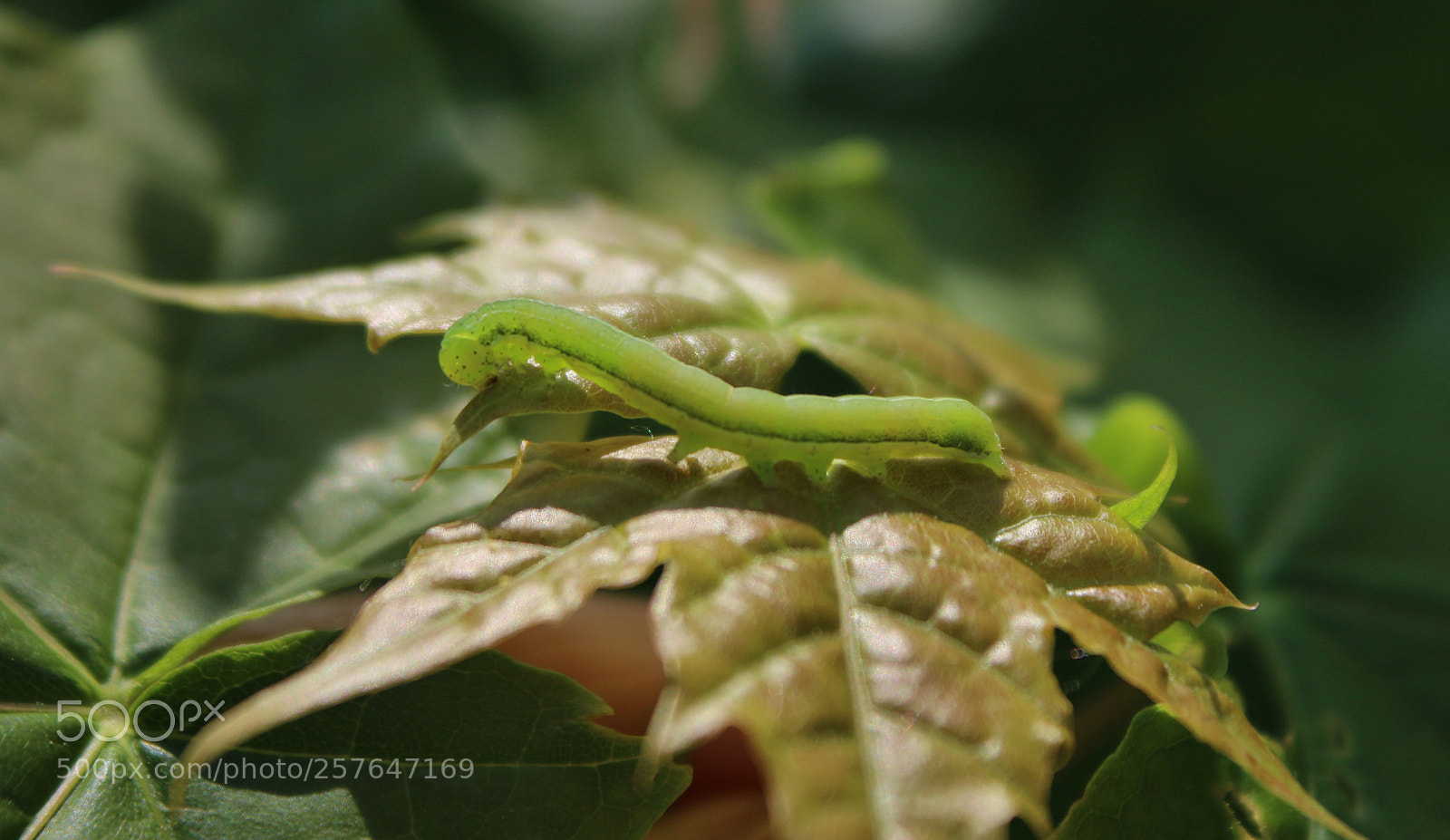 Canon EOS 70D sample photo. Caterpillar at lunch photography