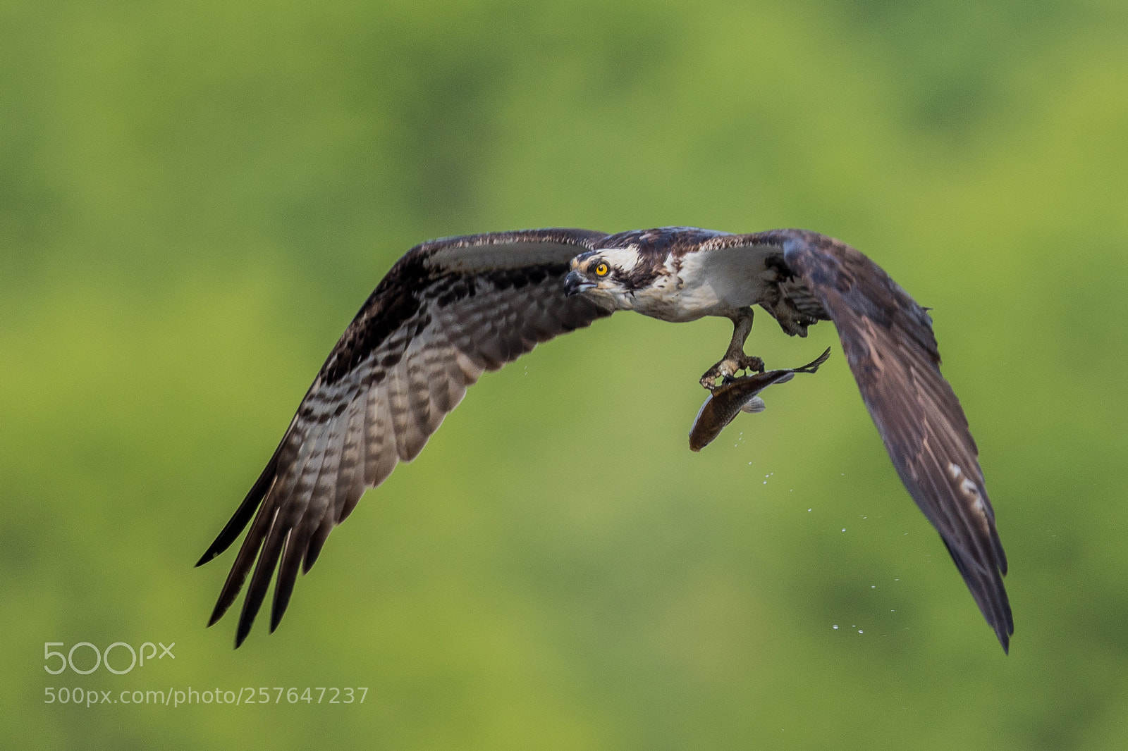 Canon EOS-1D X Mark II sample photo. Osprey in action photography
