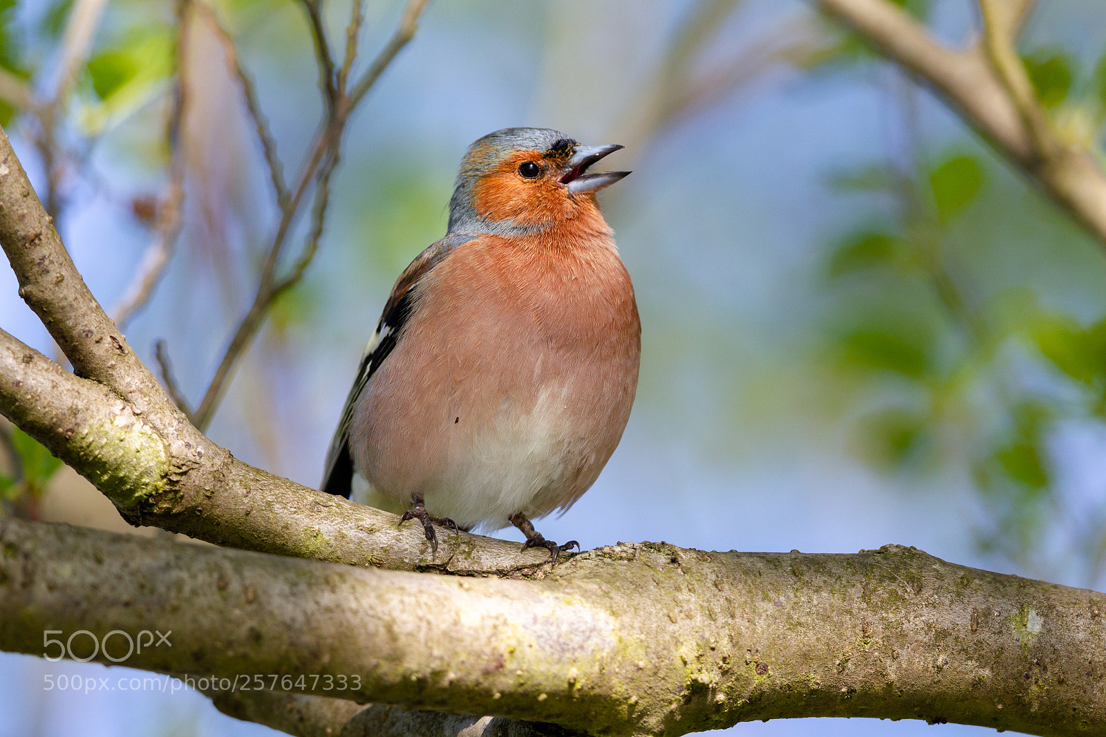 Canon EOS-1D Mark IV sample photo. Common chaffinch (fringilla coelebs) photography