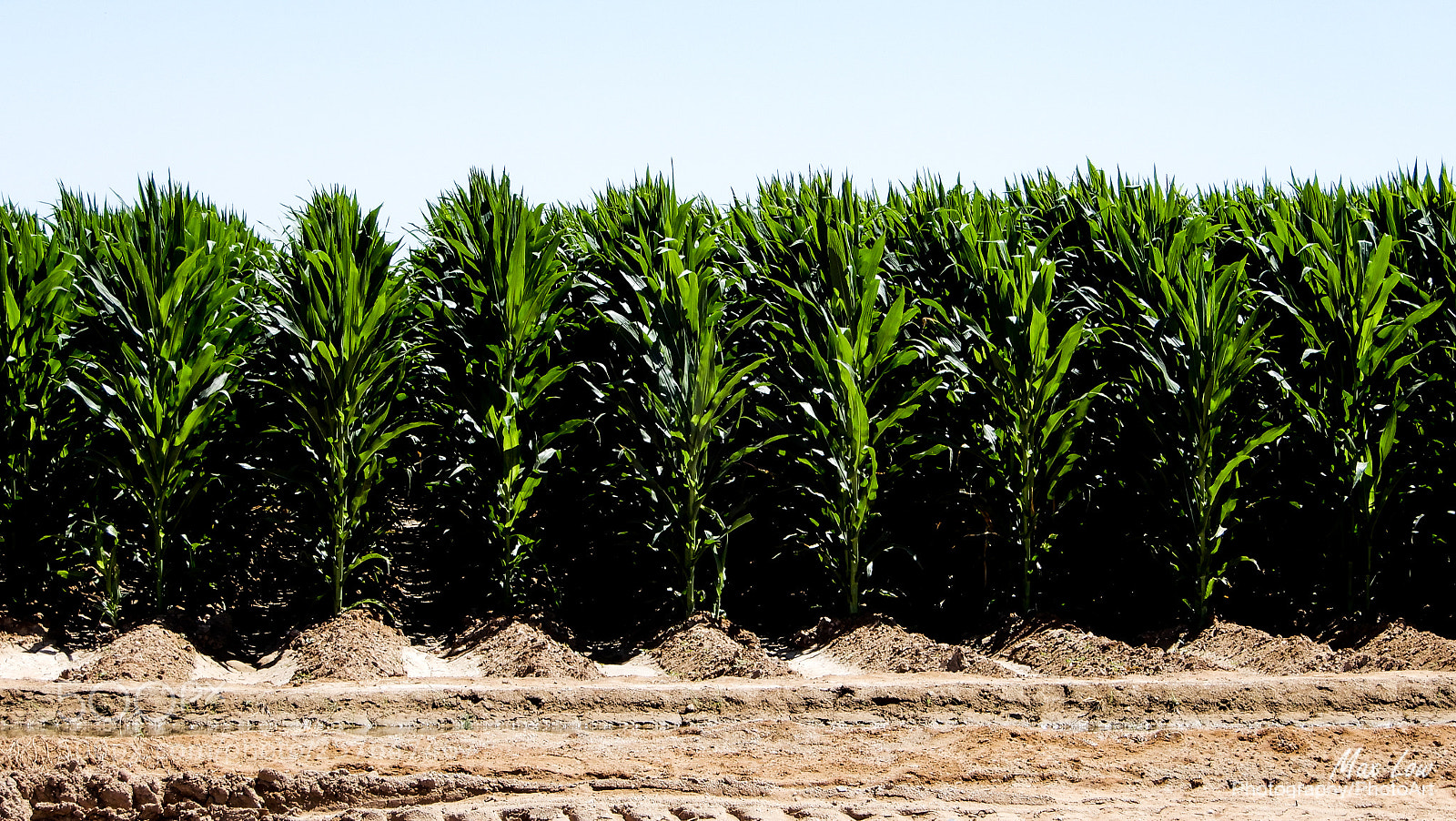Nikon Coolpix A900 sample photo. Corn field photography