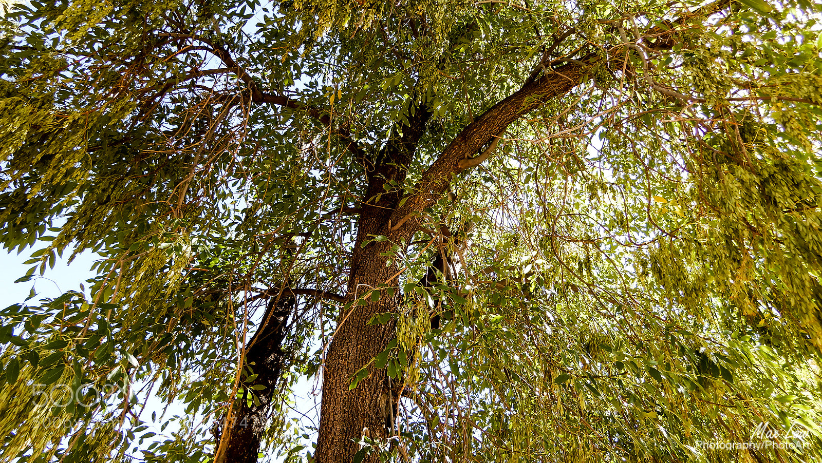Nikon Coolpix A900 sample photo. Shade tree photography