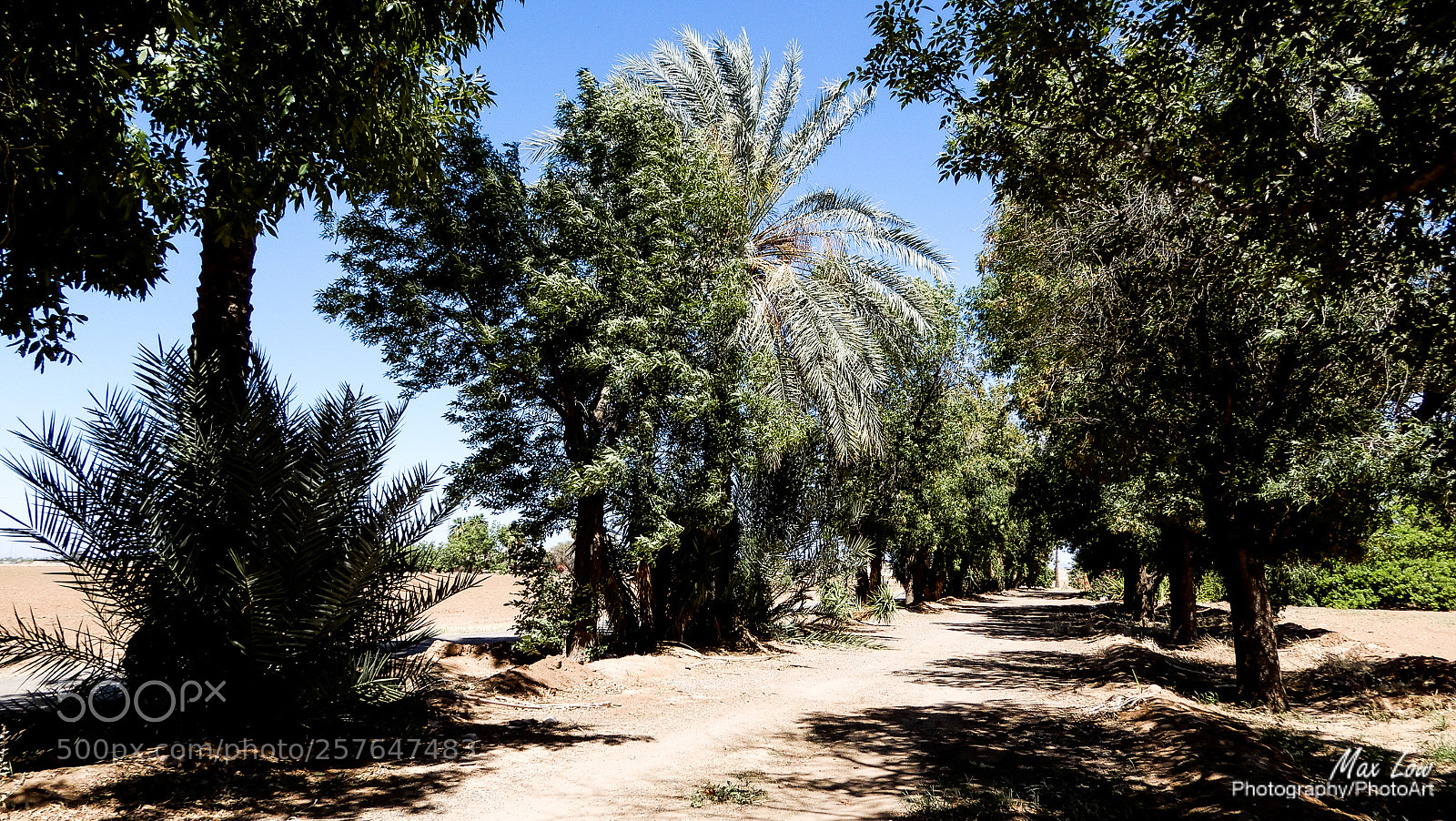 Nikon Coolpix A900 sample photo. Big palm photography