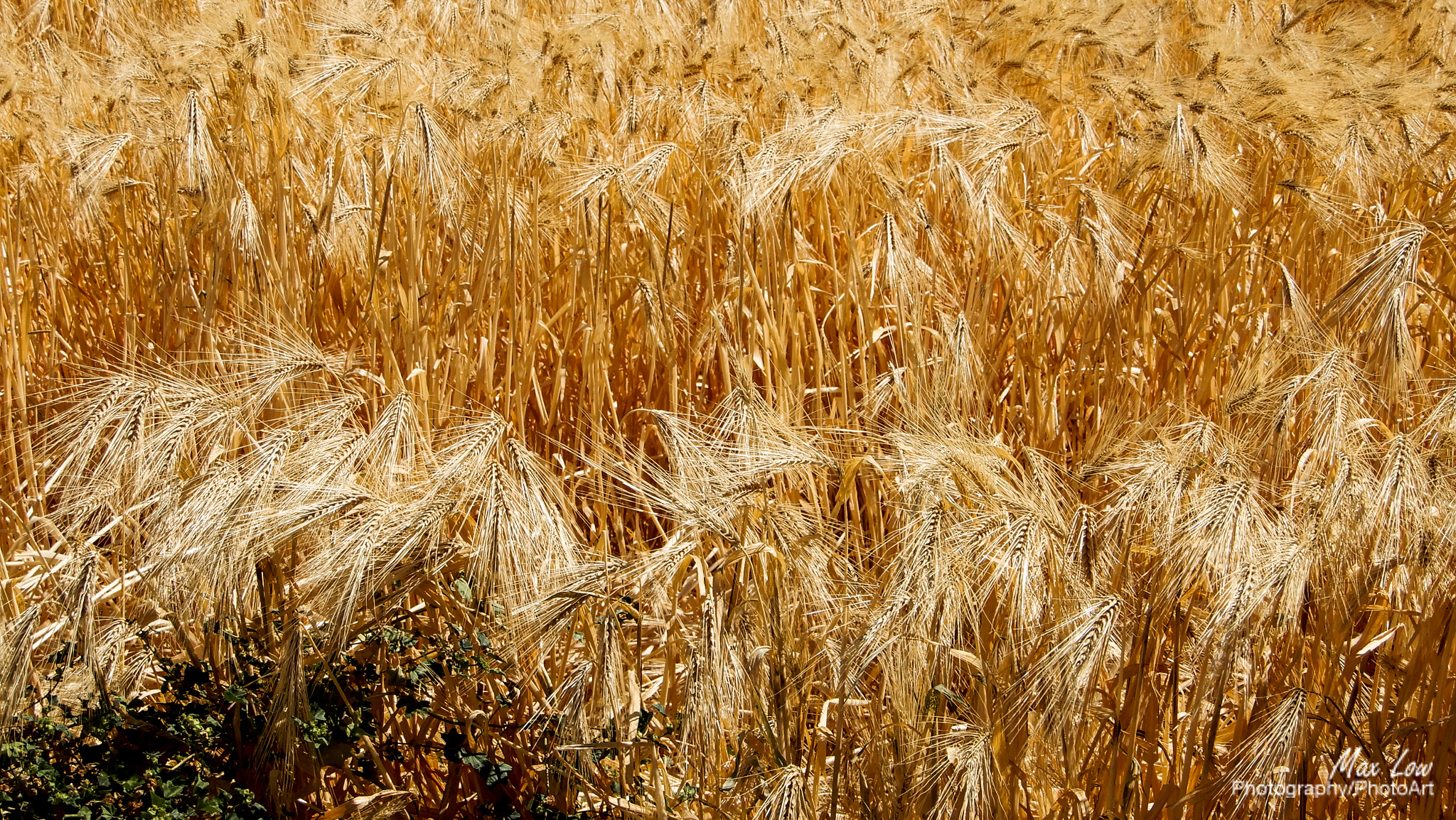 Nikon Coolpix A900 sample photo. Harvest time photography