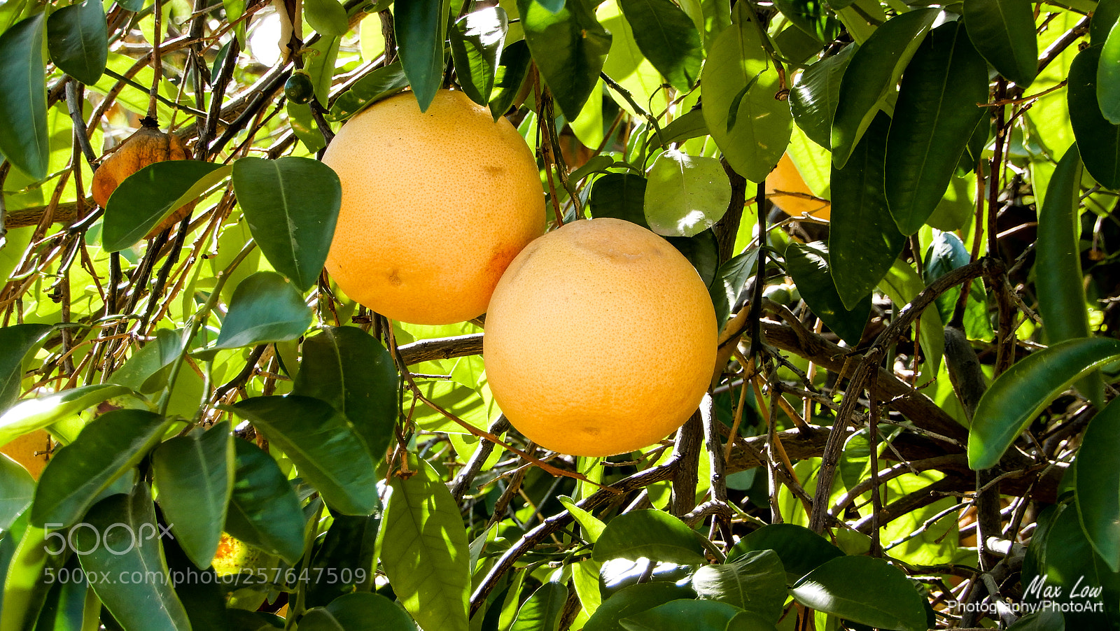 Nikon Coolpix A900 sample photo. Arizona fruit photography