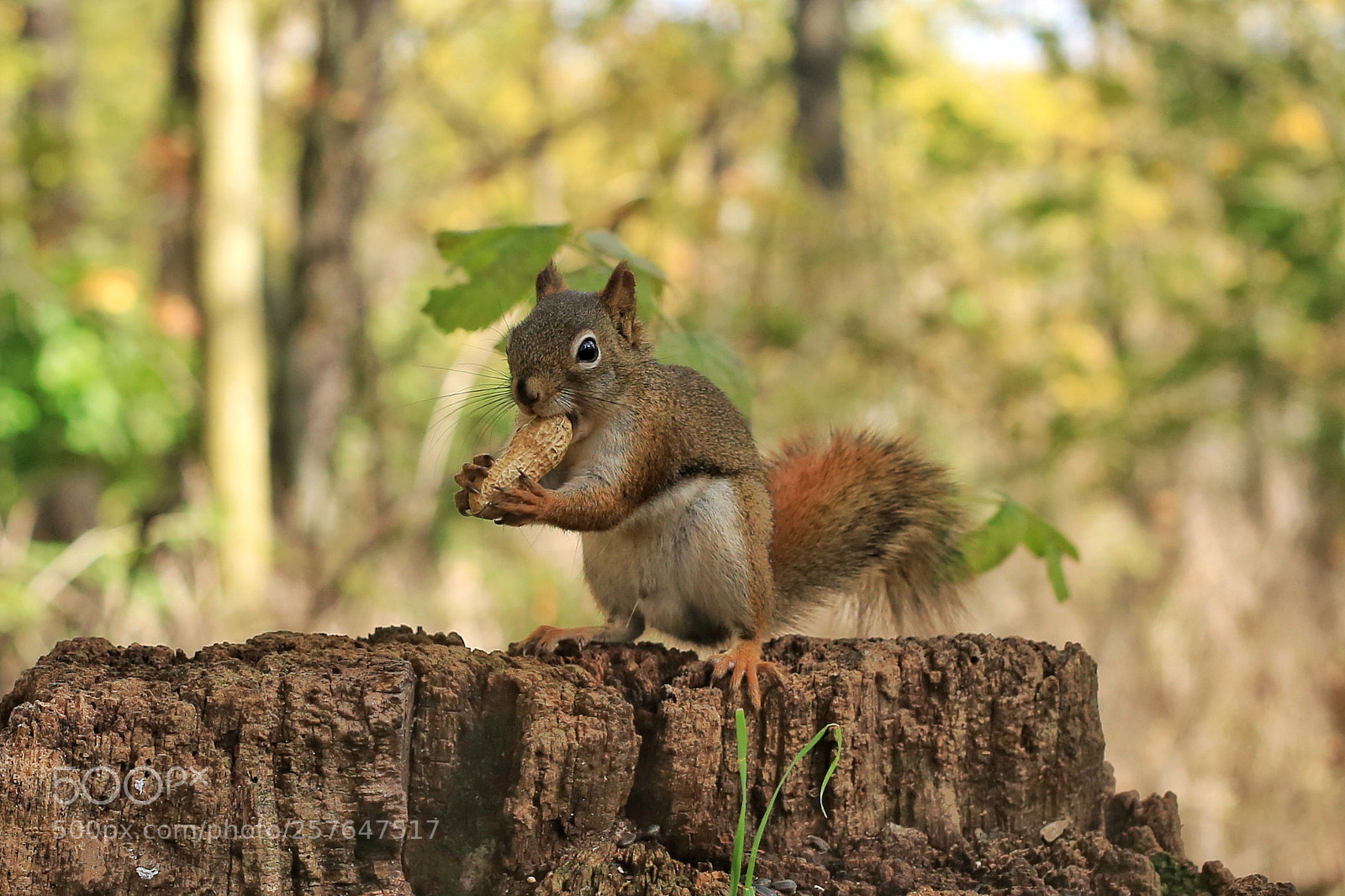 Canon EOS 6D sample photo. Squirrel photography