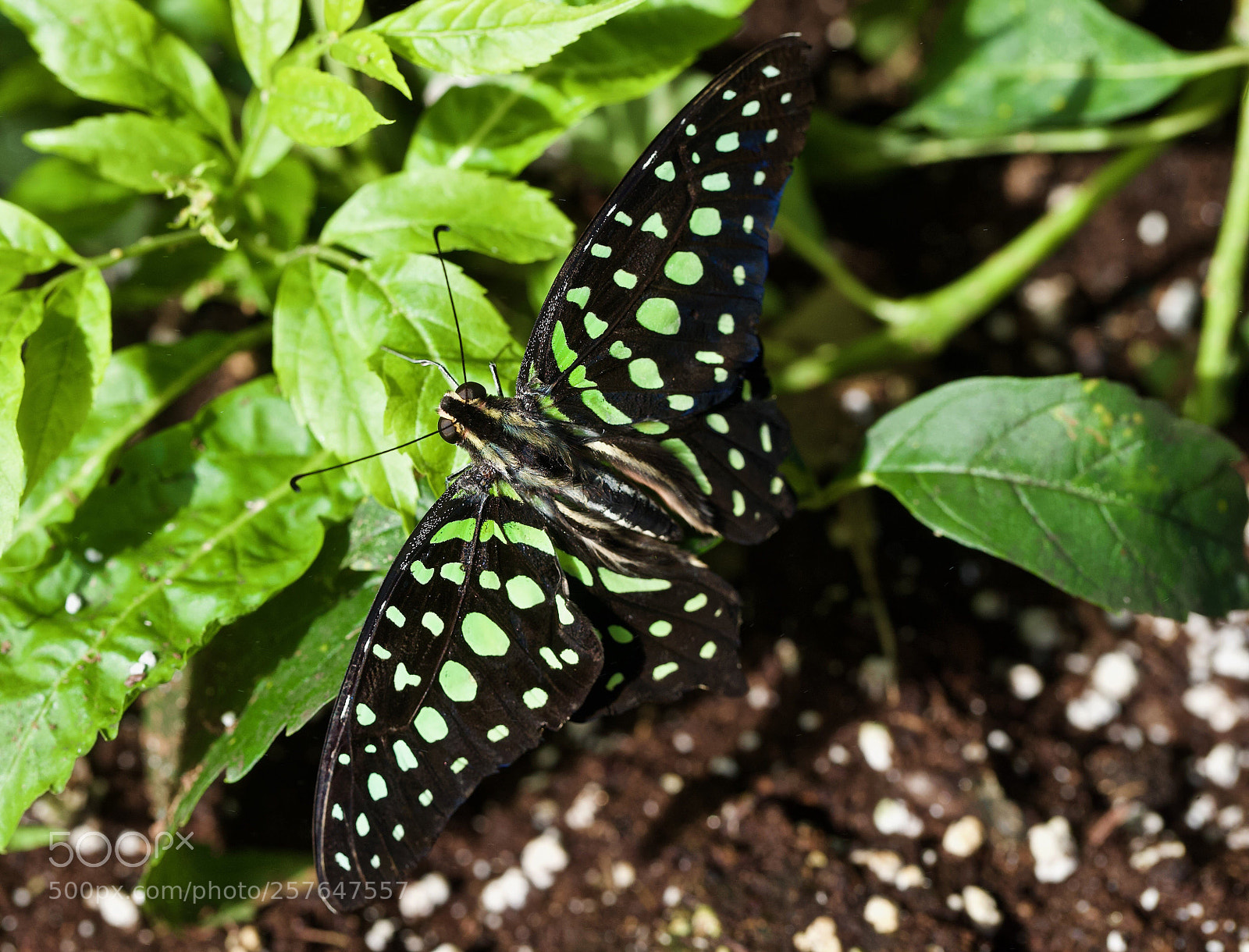 Canon EOS-1D X sample photo. What butterfly? photography