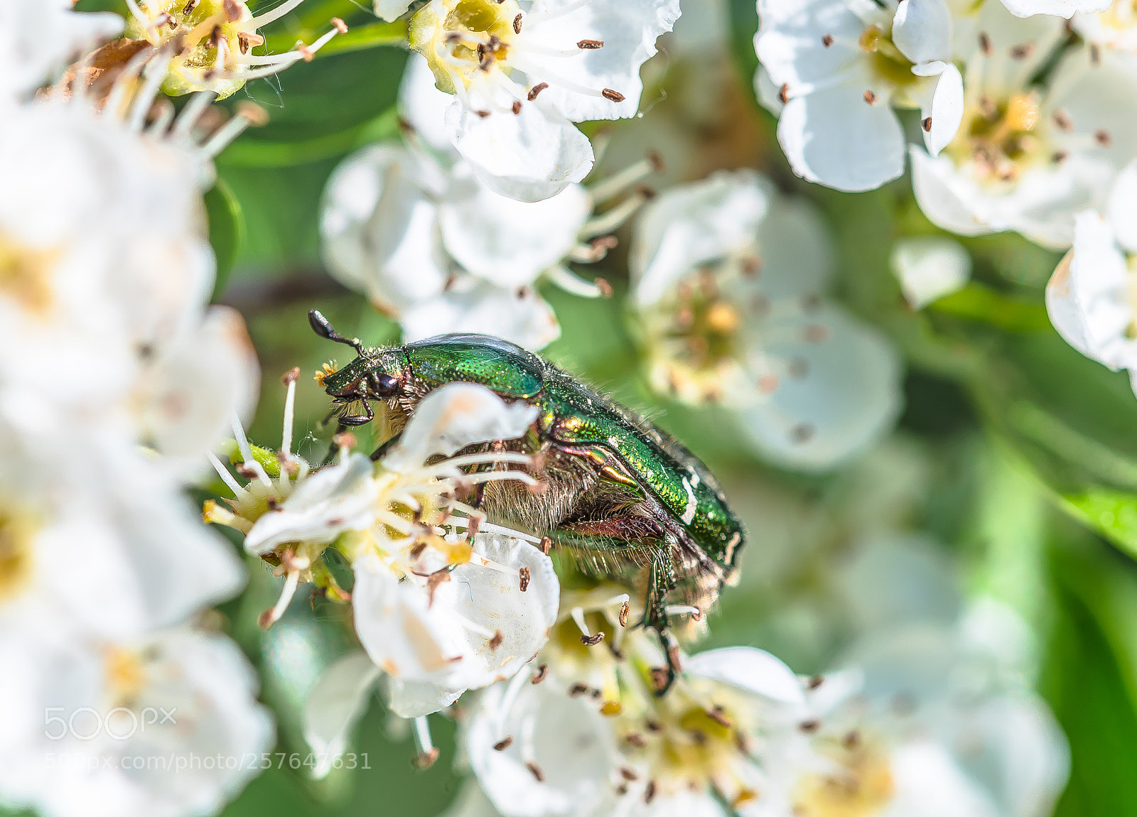 Nikon D750 sample photo. (green) rose chafer photography
