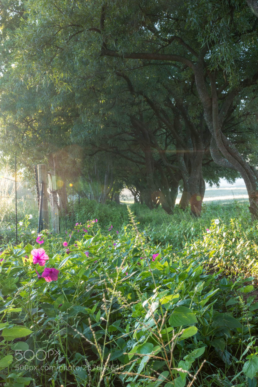 Nikon D5600 sample photo. Dawn of man photography