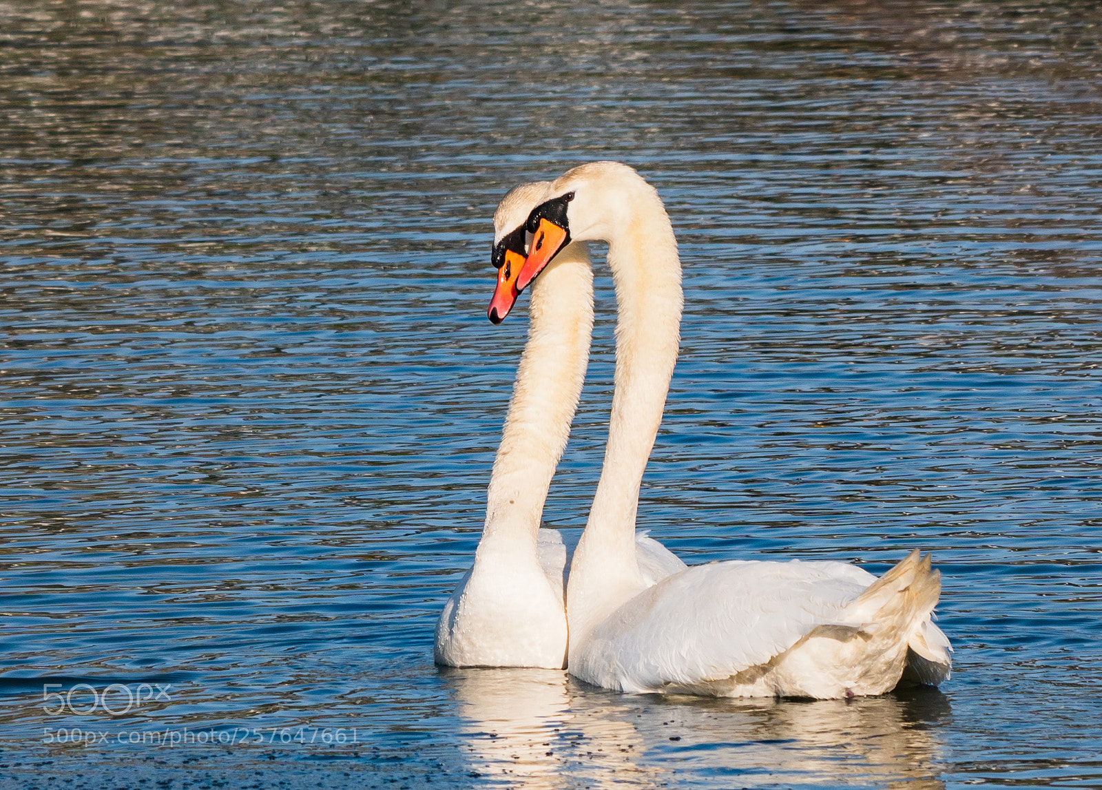 Sony a6300 sample photo. Swans the mating season photography