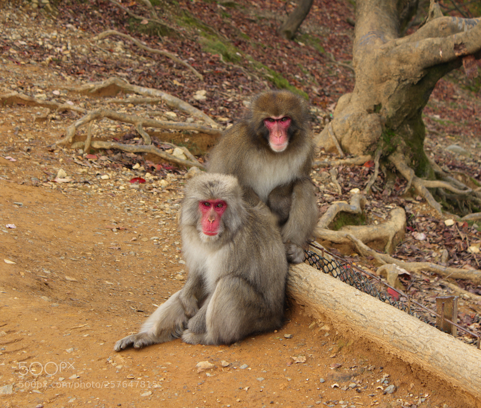 Canon EOS 550D (EOS Rebel T2i / EOS Kiss X4) sample photo. Macaque 1 photography
