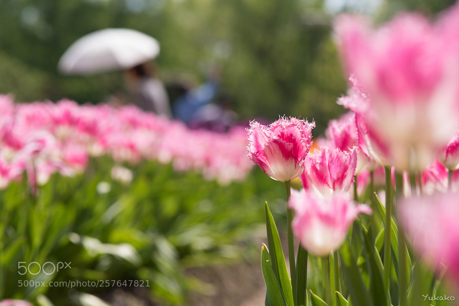 Nikon D750 sample photo. Sunshine photography