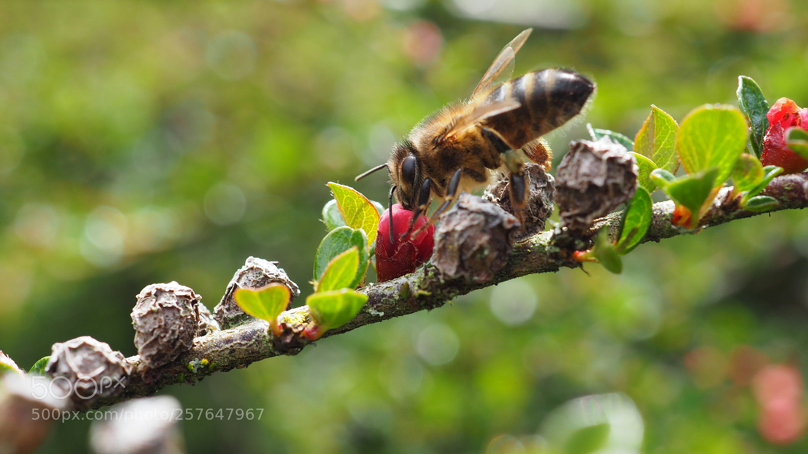Olympus OM-D E-M5 II sample photo. Bee and cotoneaster fruit :) photography