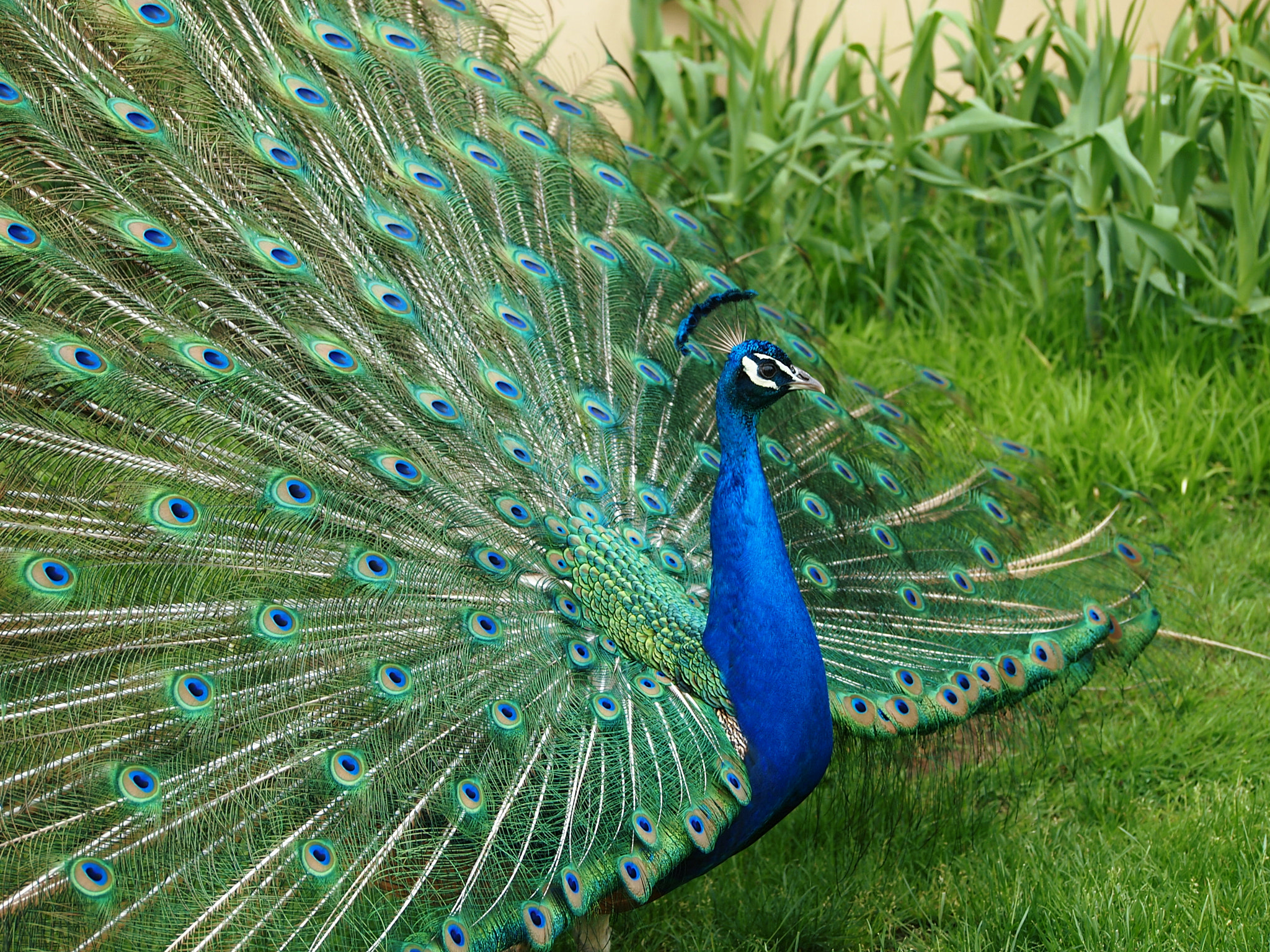 Olympus PEN E-PL1 sample photo. More peacocks photography