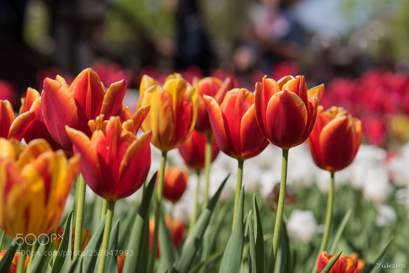 Nikon D750 sample photo. Flower bed photography