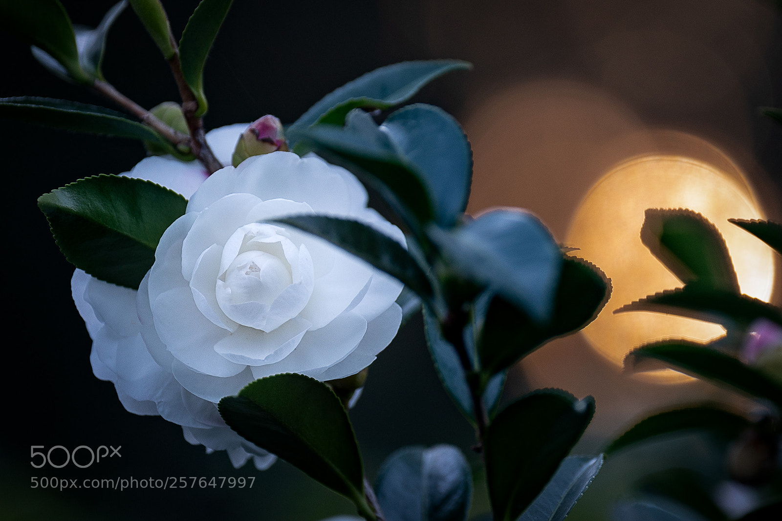Sony a7R III sample photo. Camelia sasanqua photography