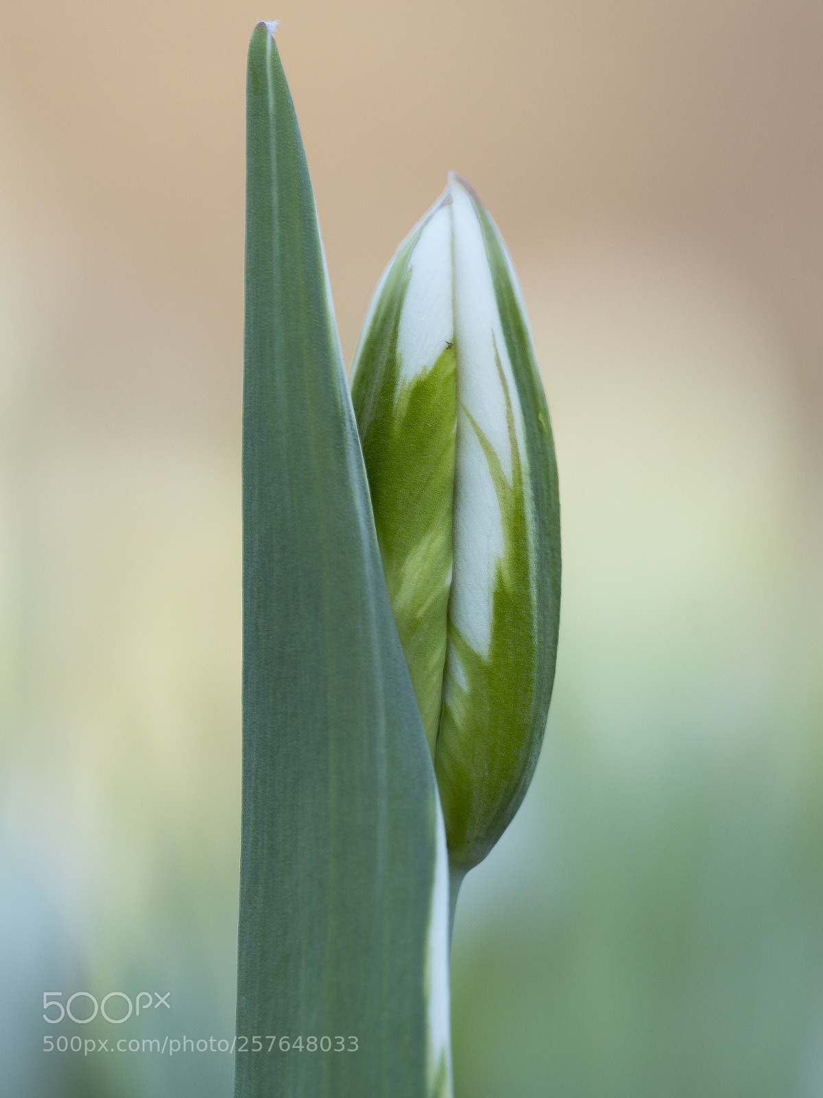 Olympus OM-D E-M1 Mark II sample photo. On its way .... photography