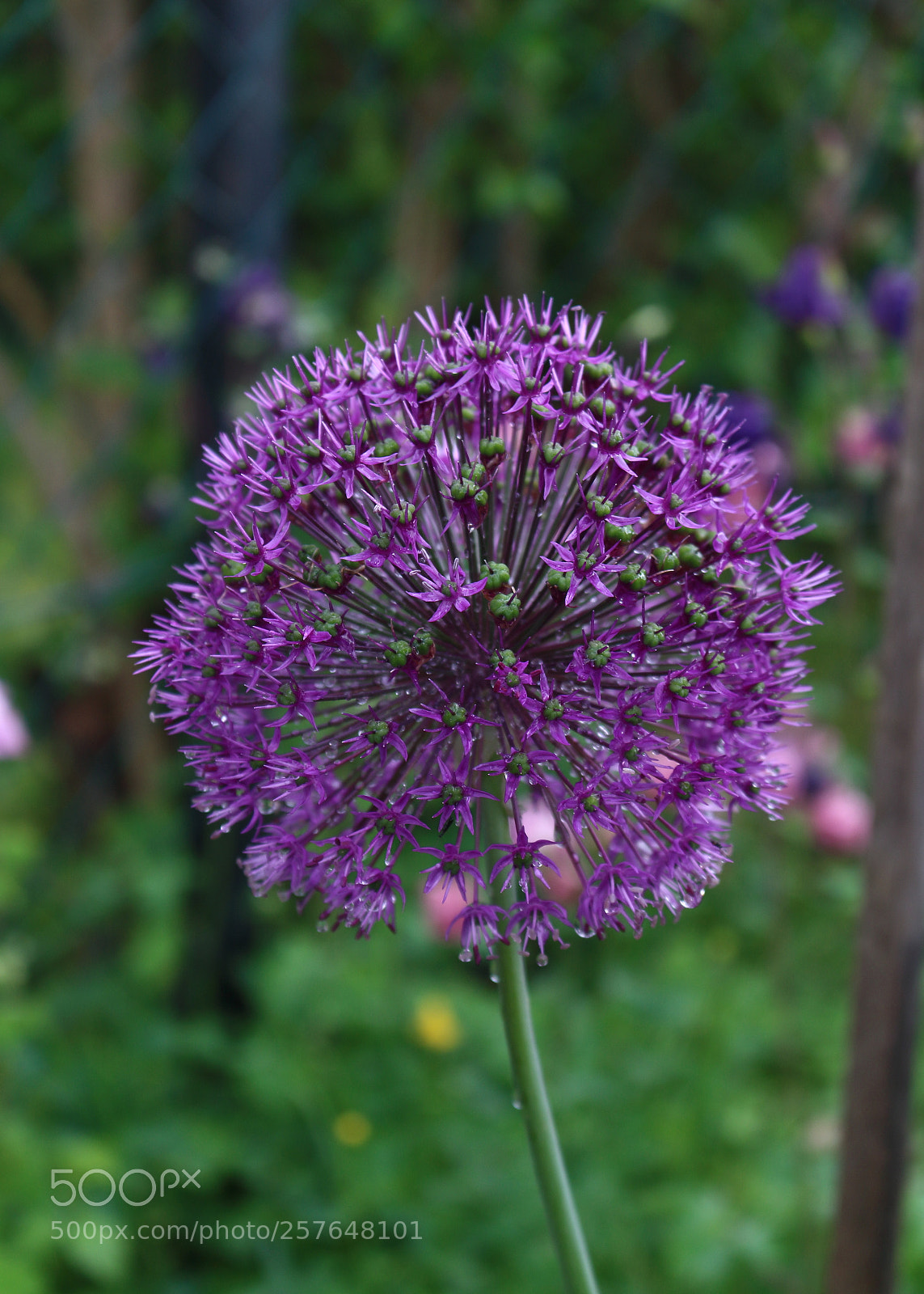 Canon EOS 100D (EOS Rebel SL1 / EOS Kiss X7) sample photo. Purple stars photography