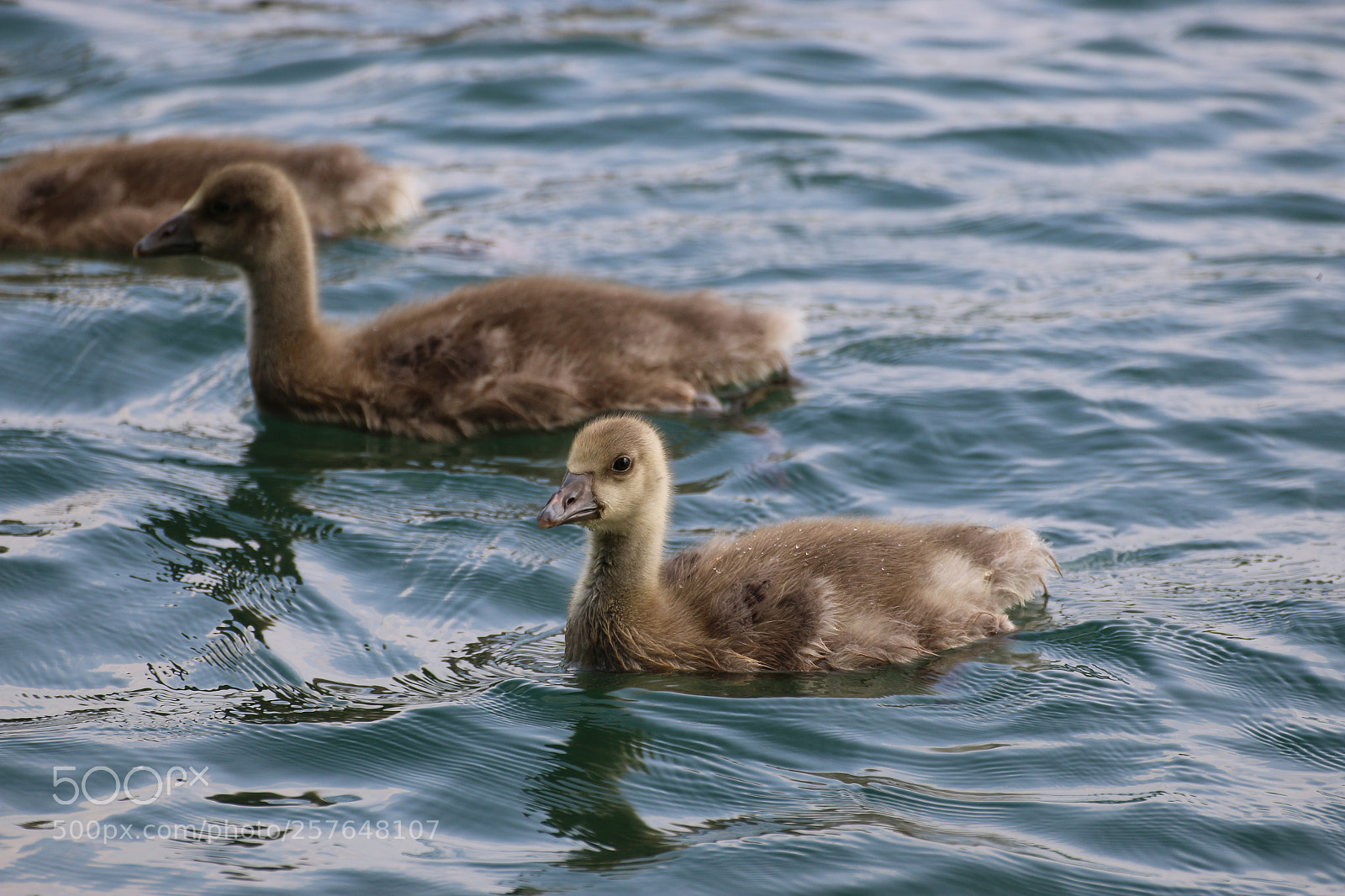 Canon EOS 70D sample photo. Curious little goose photography