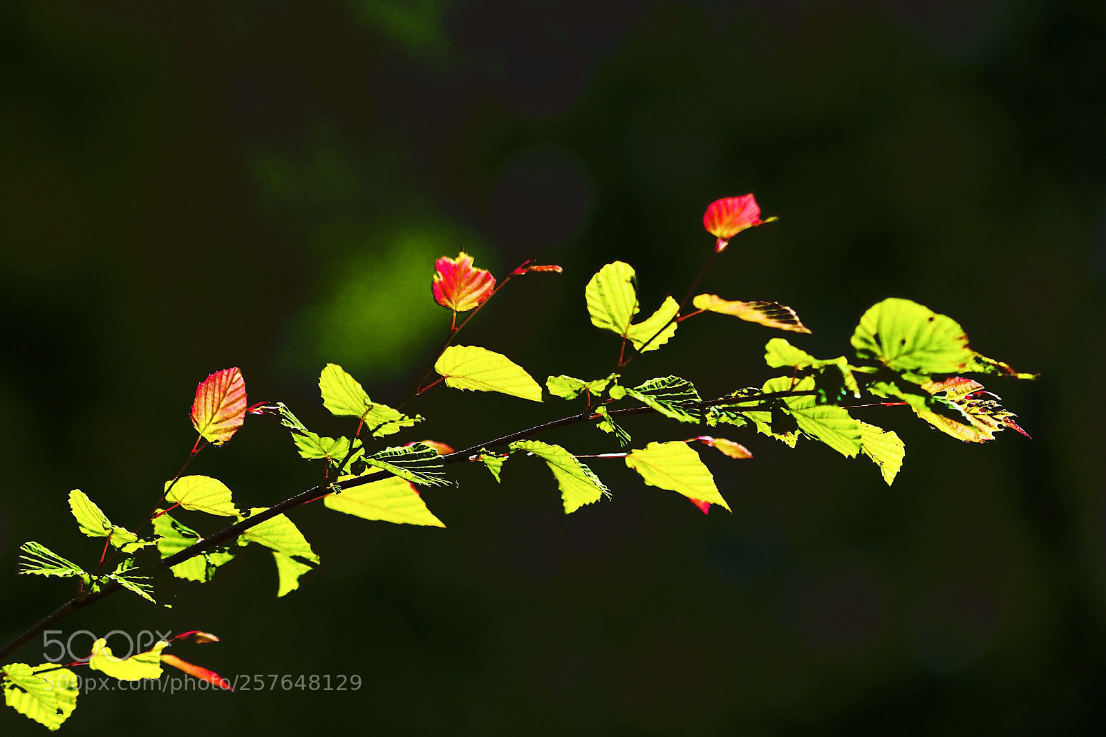 Canon EOS 7D Mark II sample photo. Untitled photography